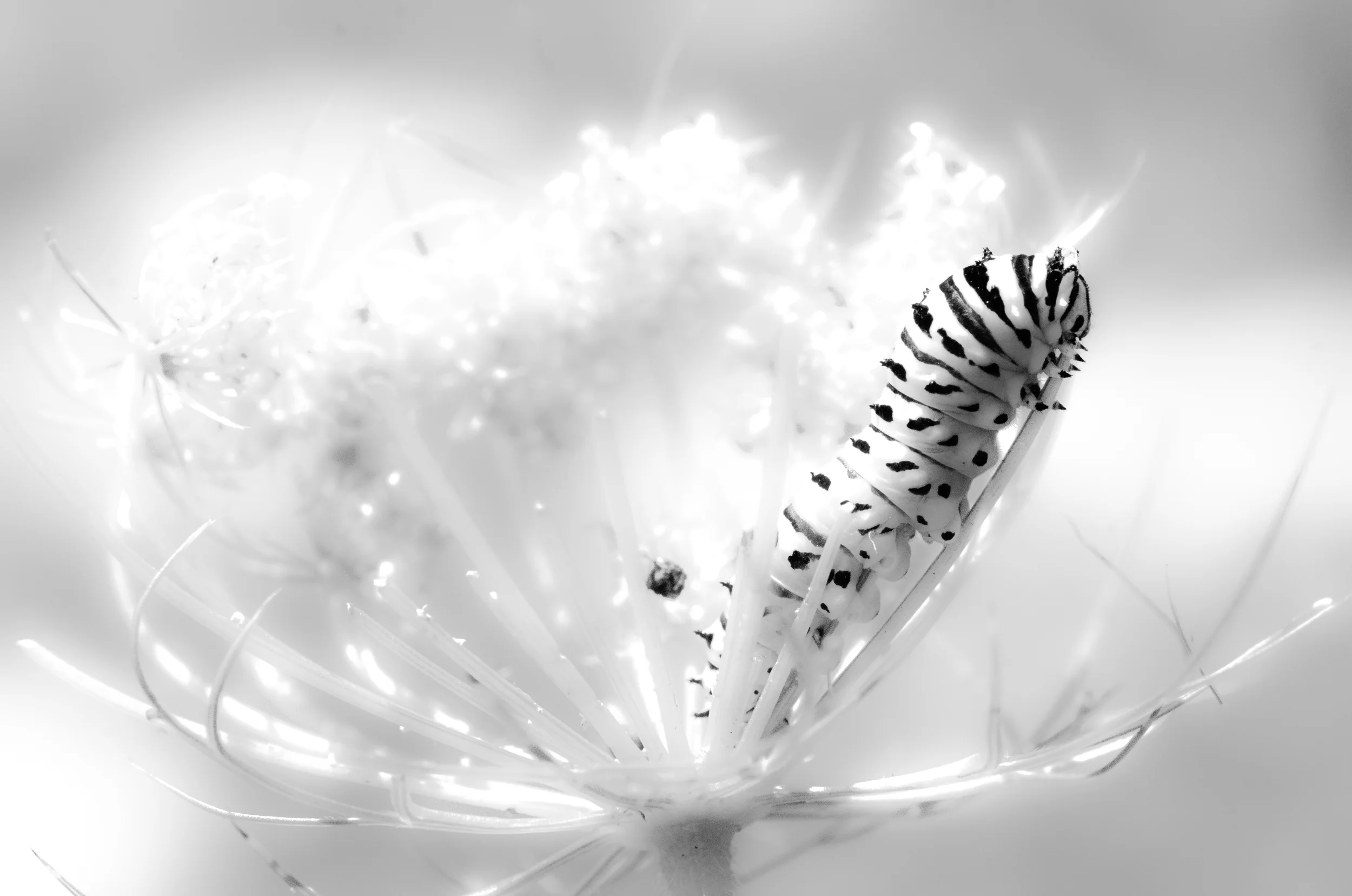 Black Swallowtail caterpillar - Papilio polyxenes 