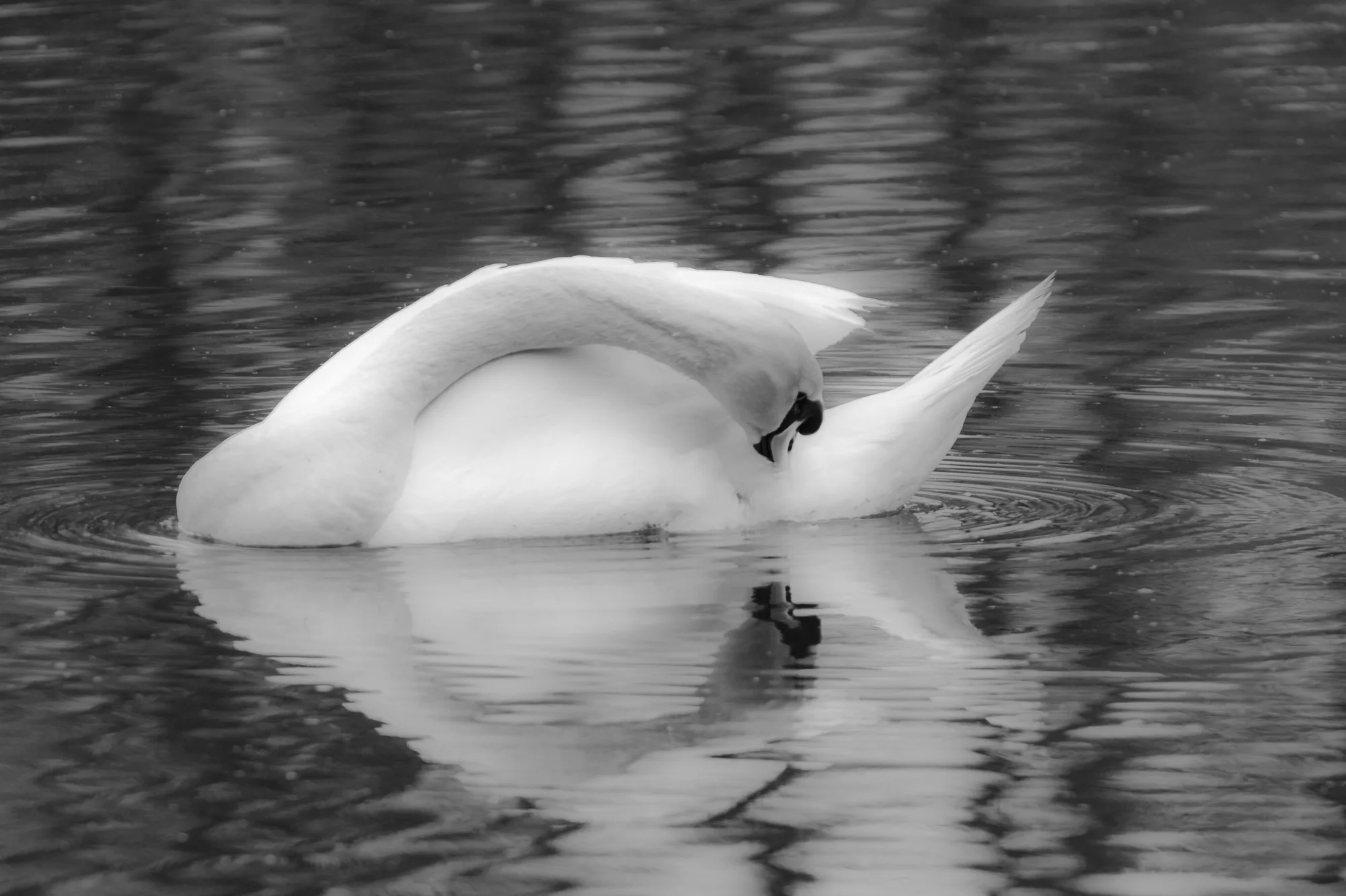 Swan--2.jpg