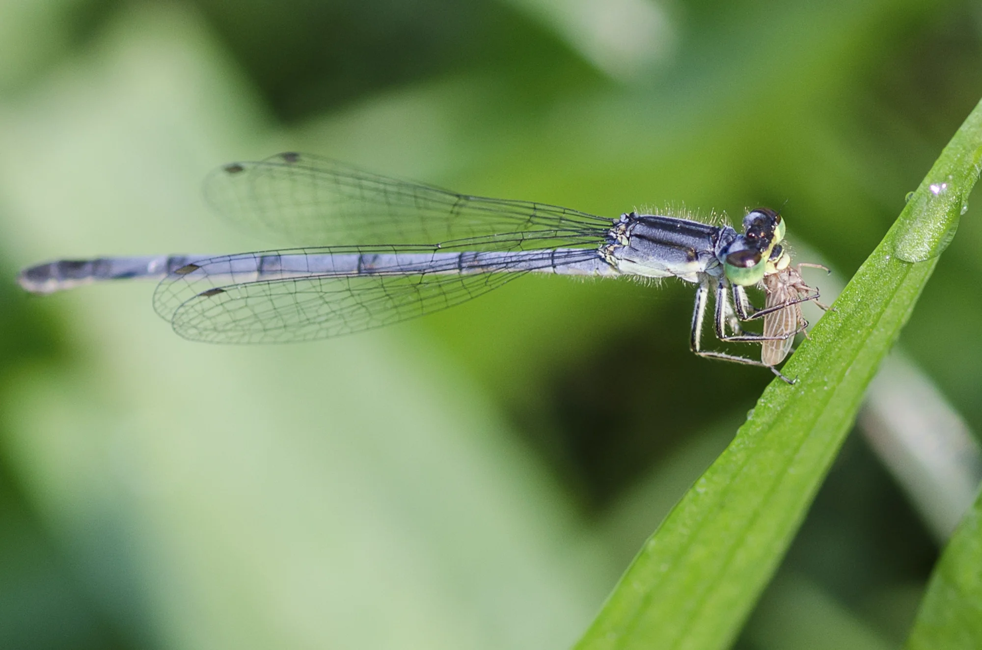 Blue Damselfly Brunch