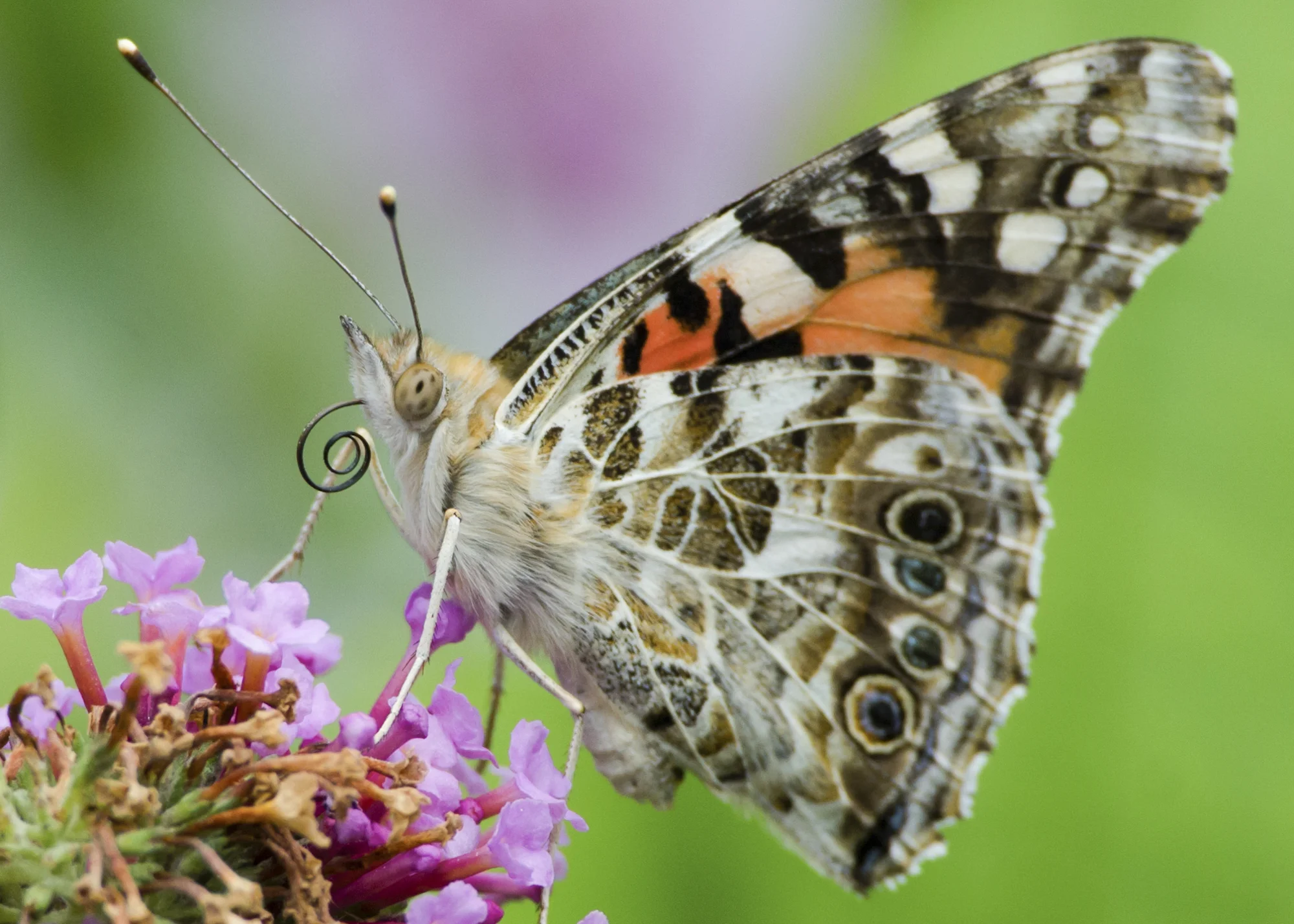 Painted Lady on Buddleia Bush
