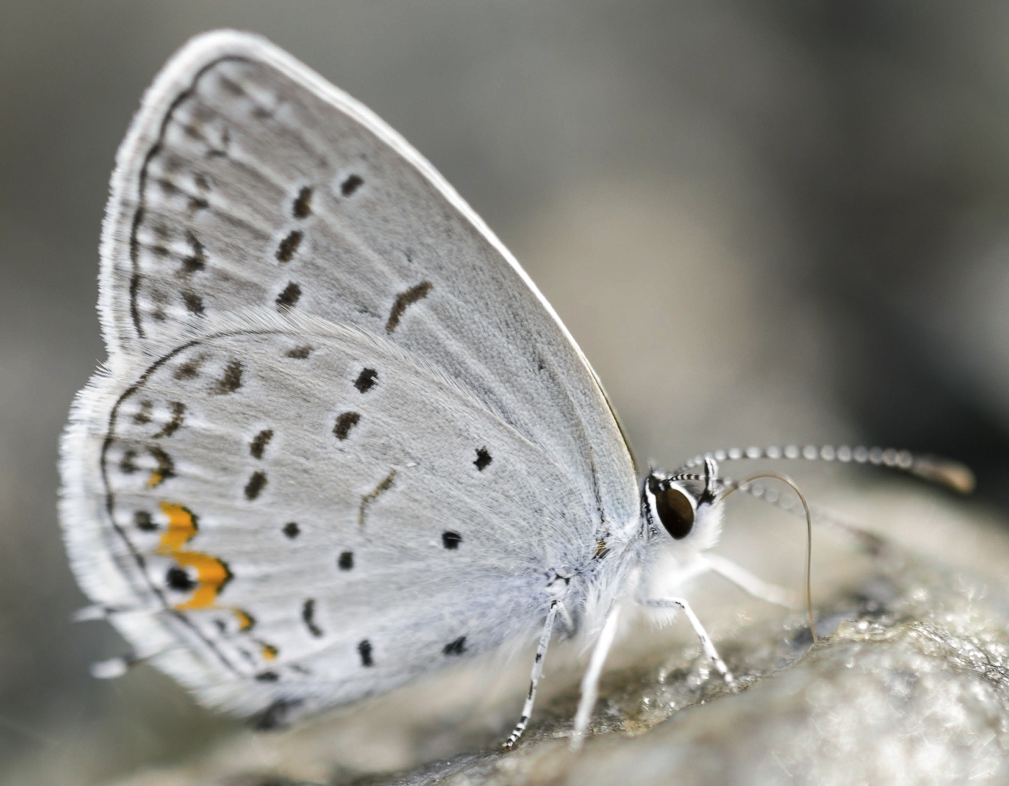 Eastern Tailed-Blue
