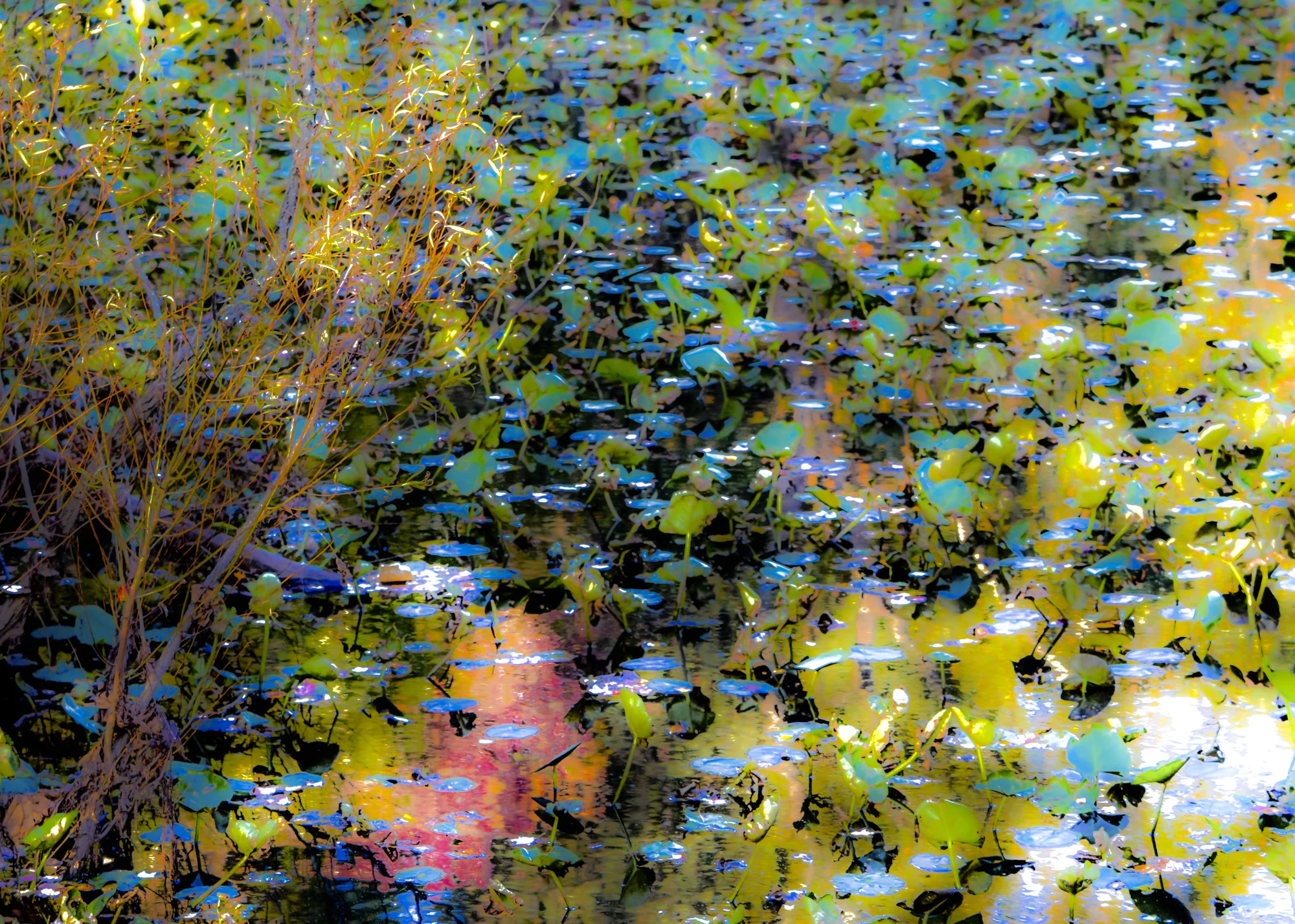 Echo Dreams-170.jpg