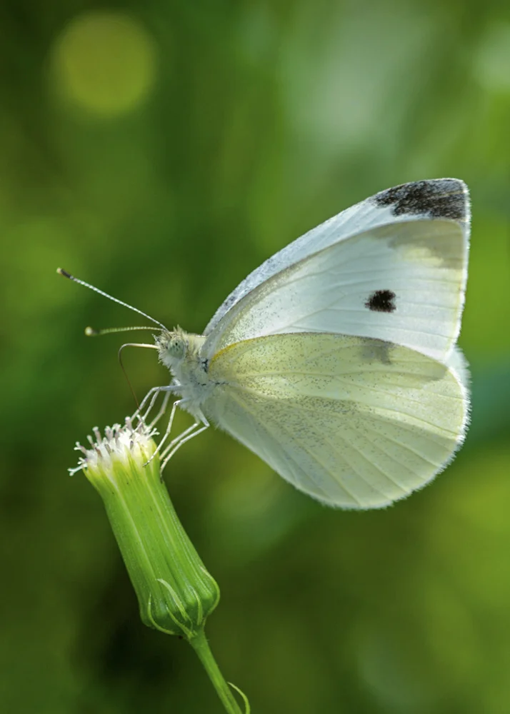 Cabbage White