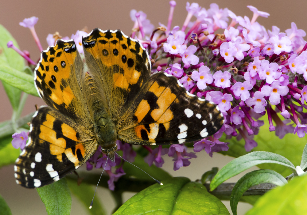 Painted Lady on Buddleia Bush