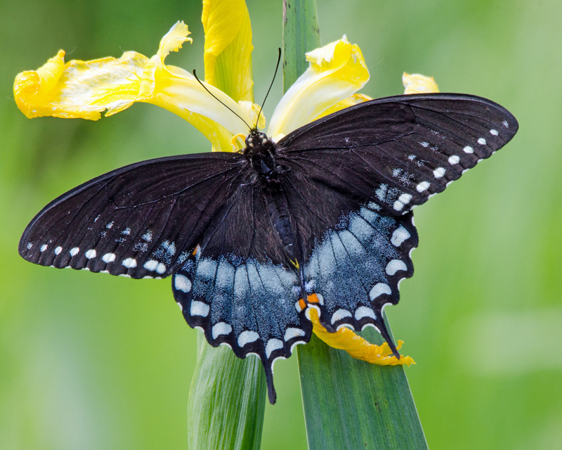 Black Swallowtail