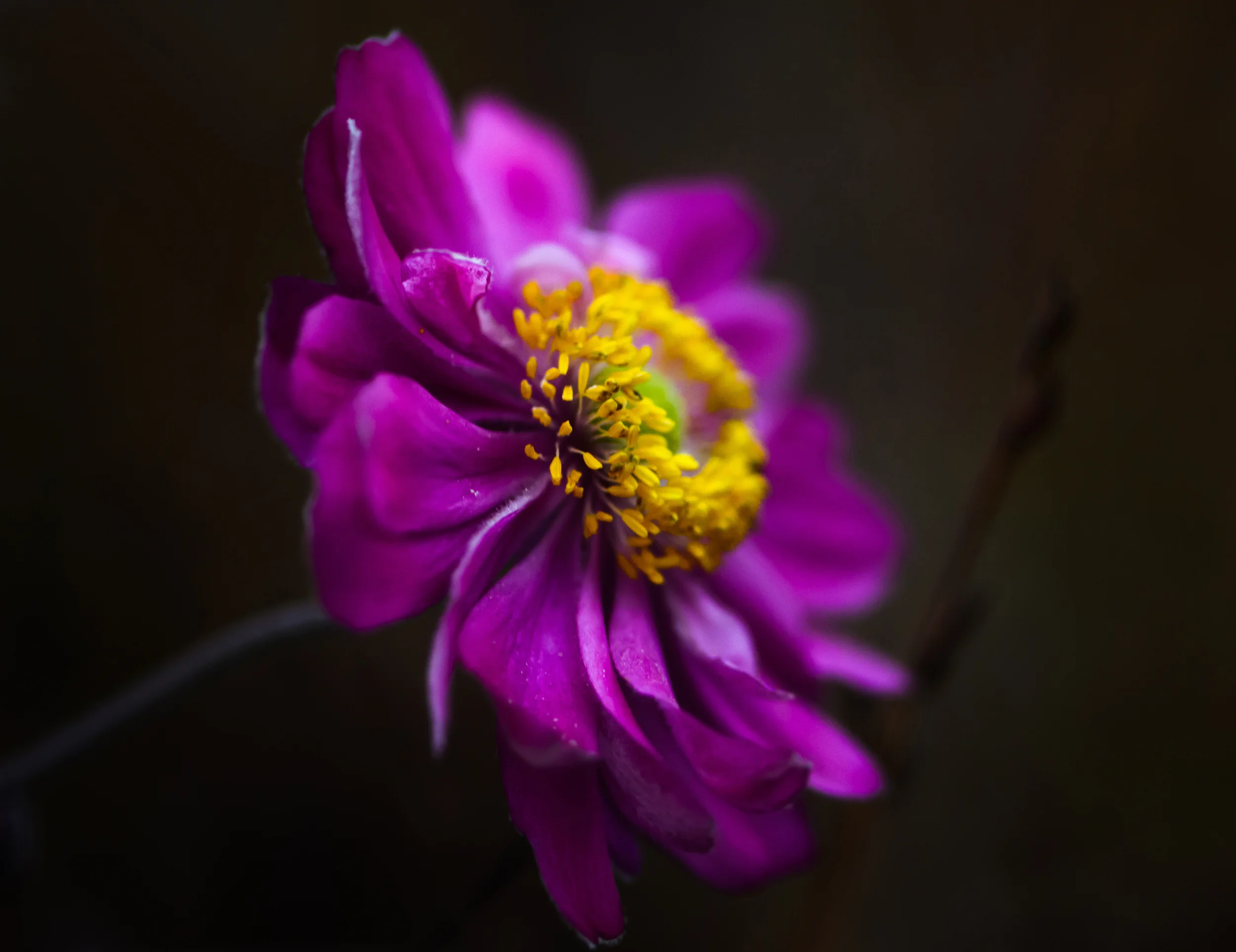 use for image adj-28.jpg