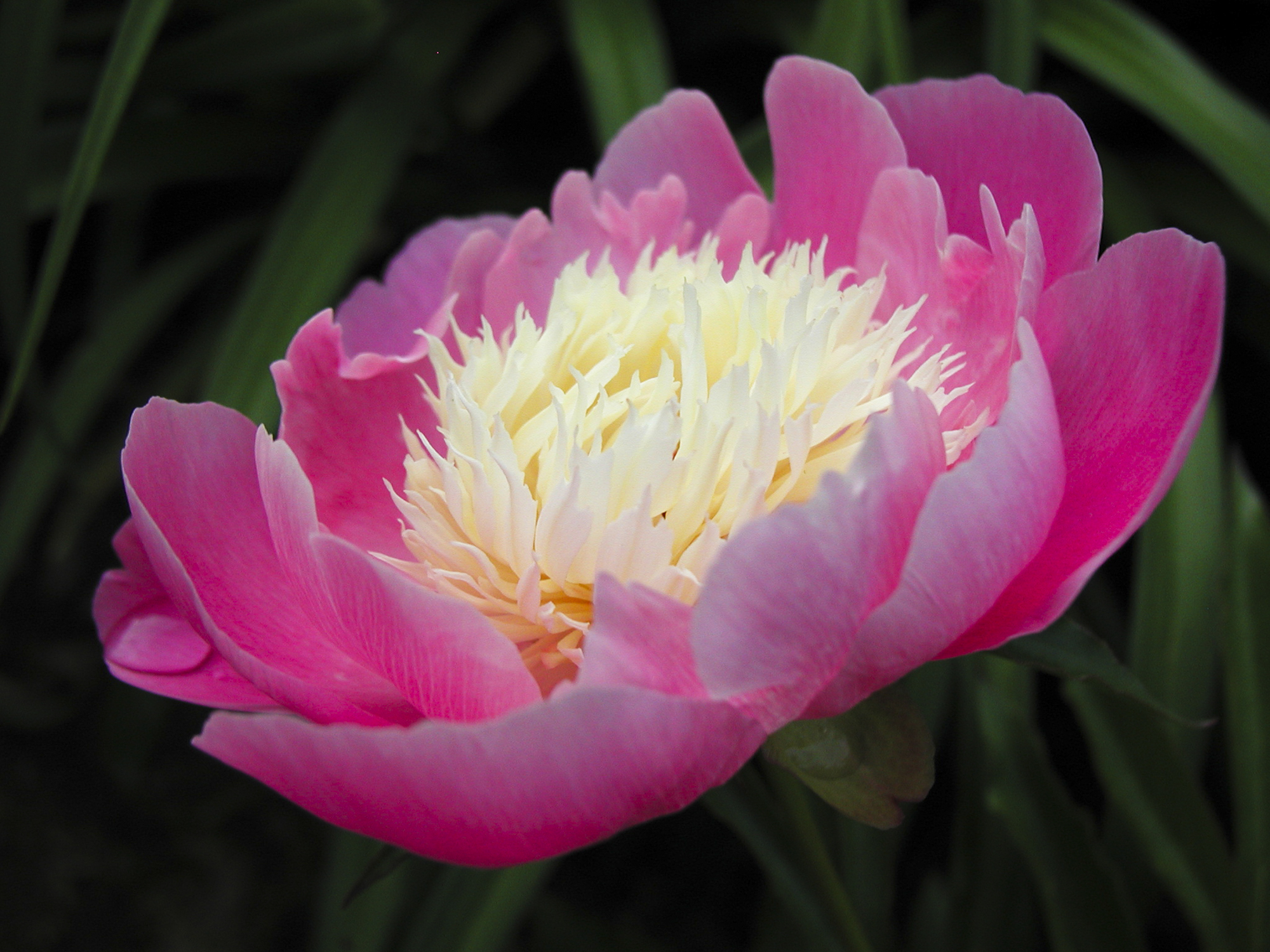 Peony-.jpg