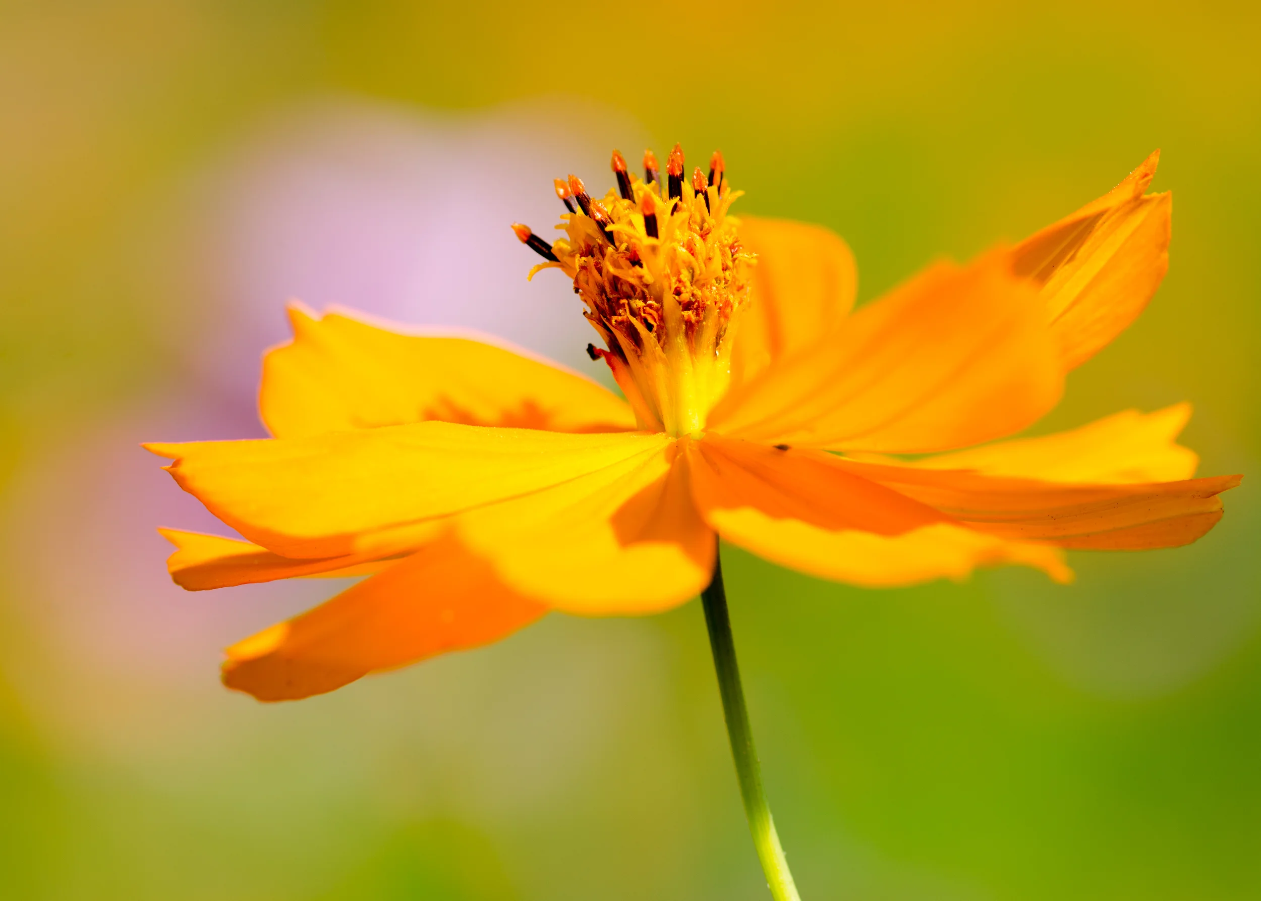 Coreopsis