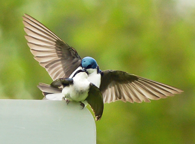 Tree Swallow Love 96dpi.jpg