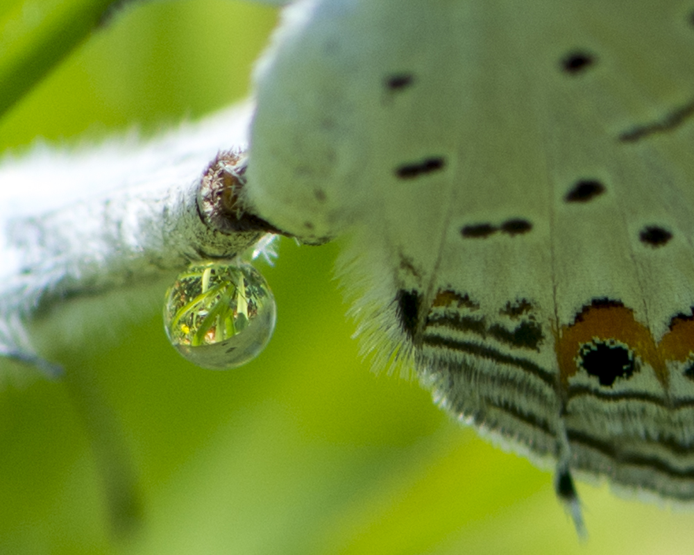 Droplet of sperm from an Eastern Tailed-Blue Butterfly