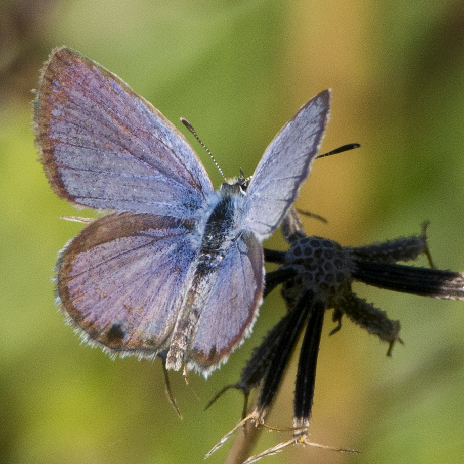 Blue Copper