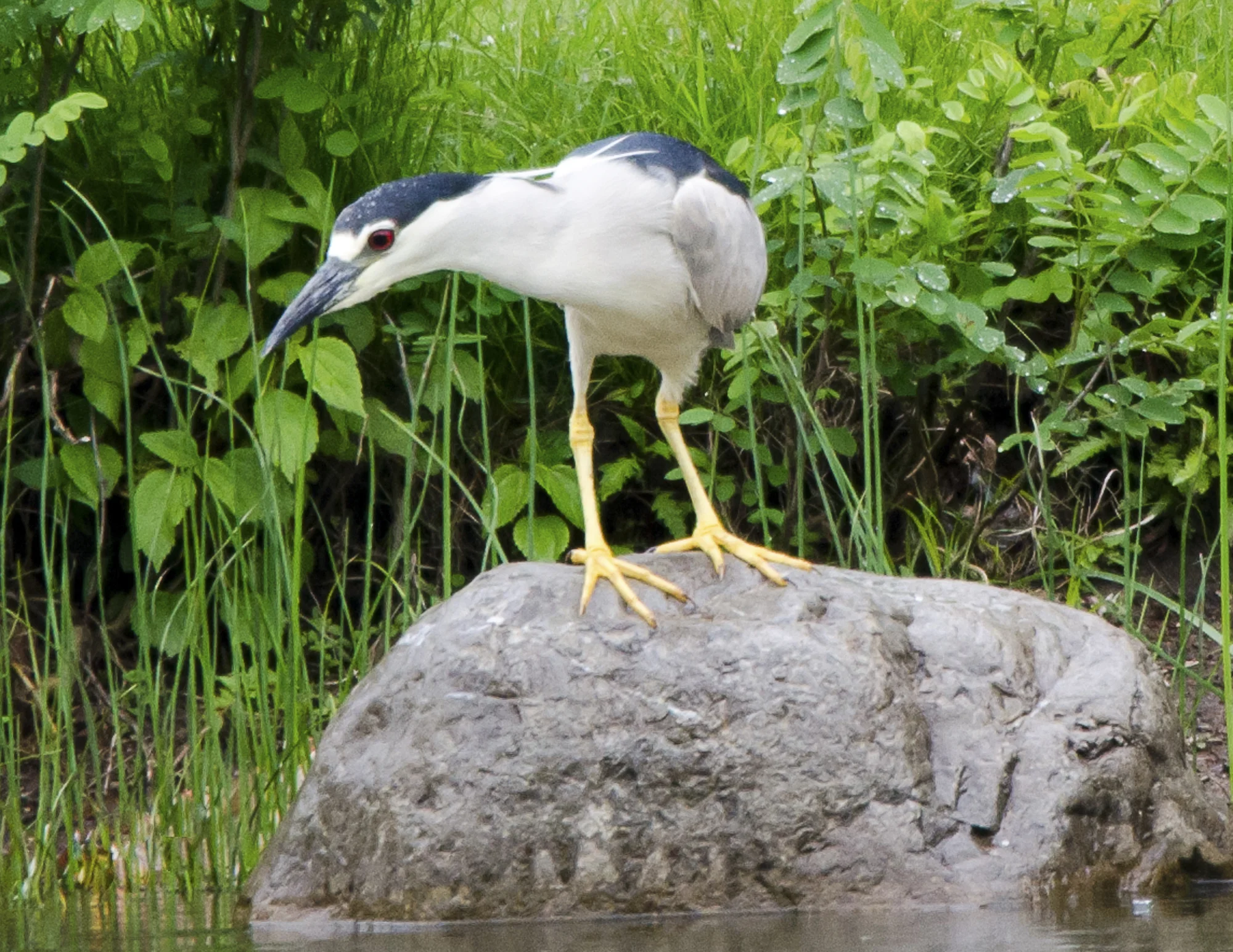 M.LoManto.Black-crowned Night Heron.jpg