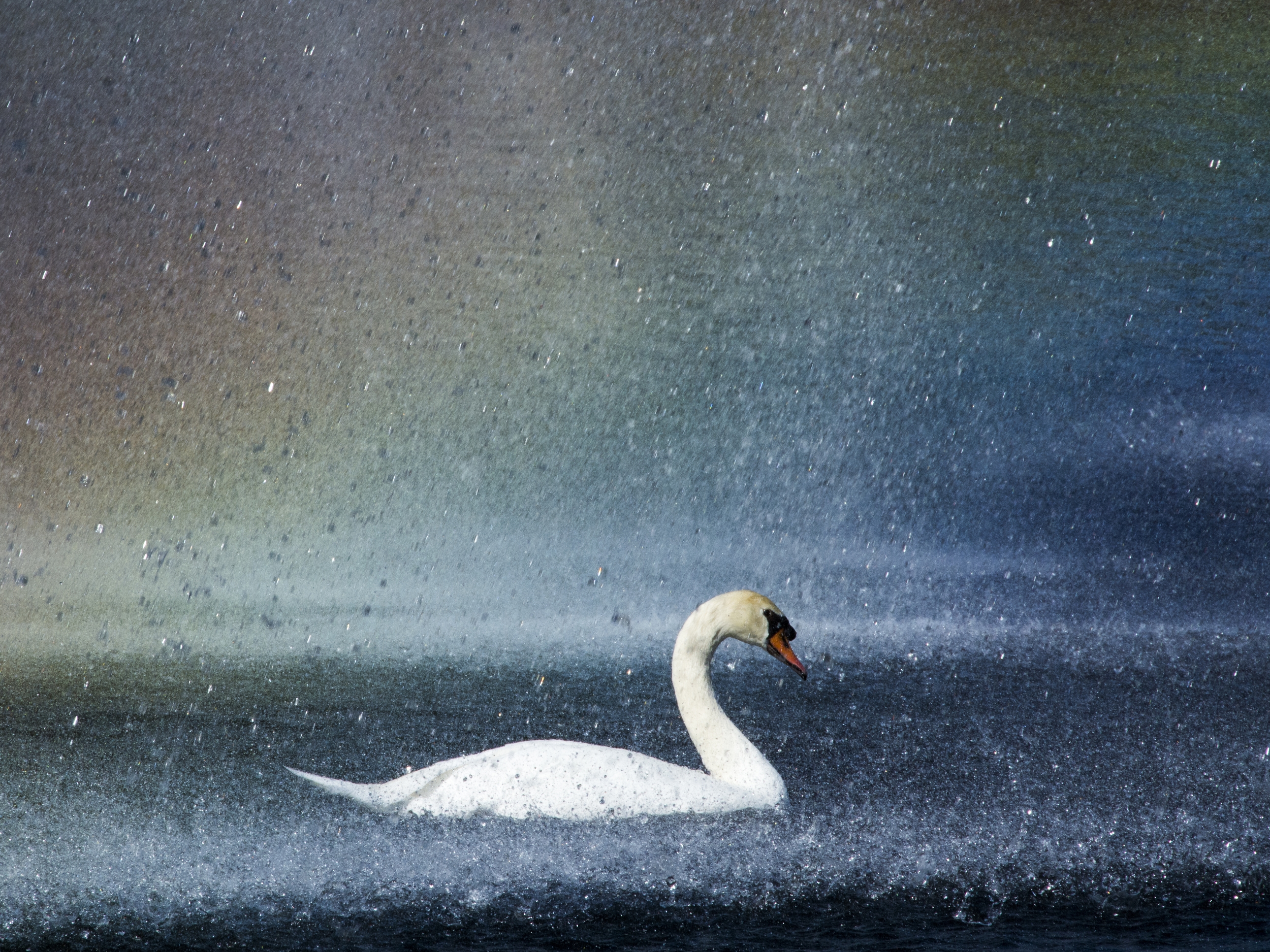 Rainbow Swan