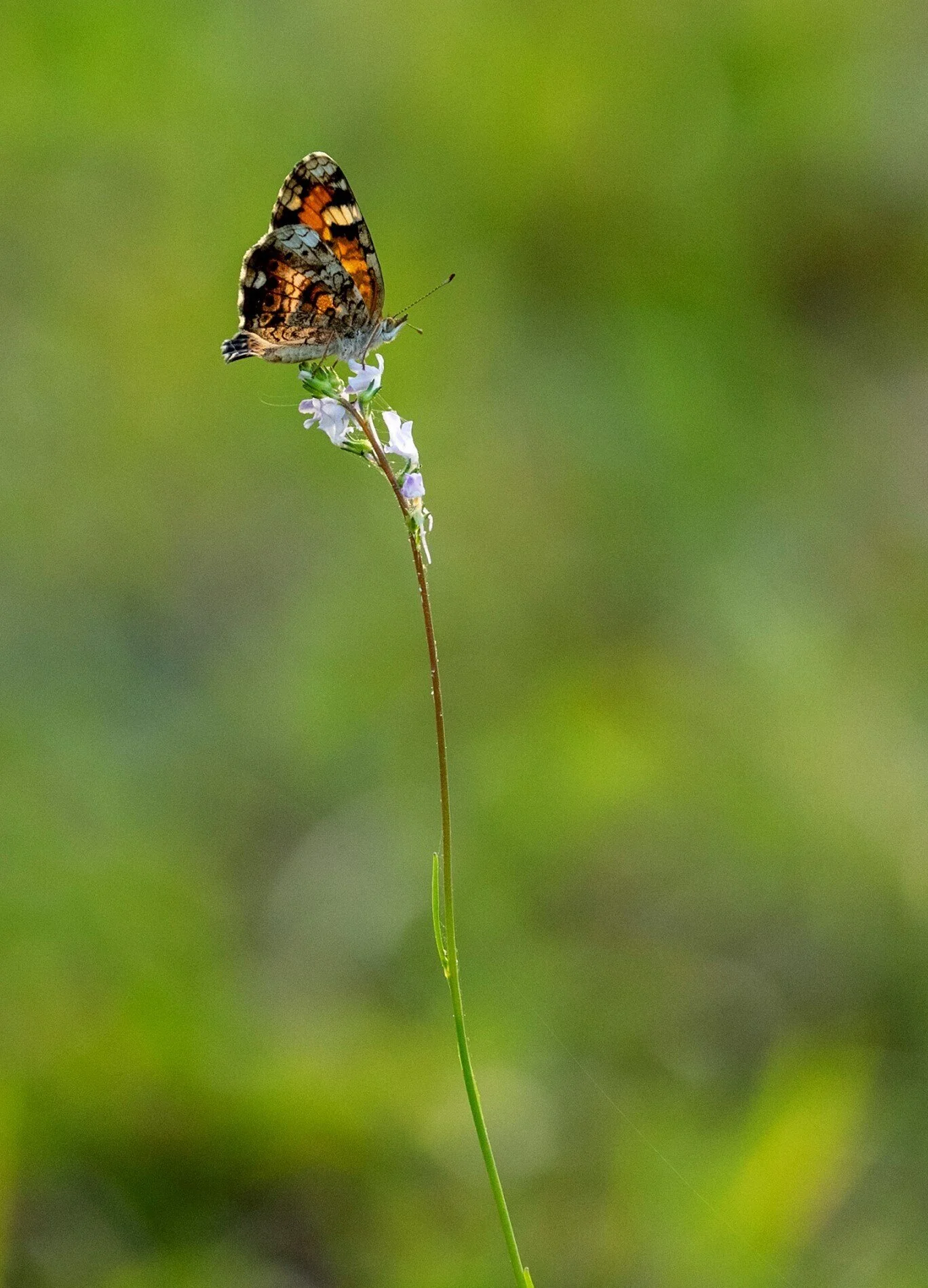 Phaon Crescent 4322 (2).jpg