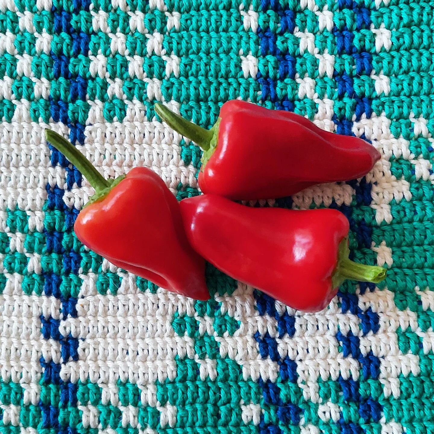 My mini snack peppers! 😊
.
.
#hookoflife #crochet❤ #crochetlovers #crochetingaddict #handmade #feitoamao #crochetastherapy 
#craftoftheday #crocheteirasviciadas #crocheteiras #crochetofinstagram #crocheportugal #crochetersoftheworld
#agulhasdeportug