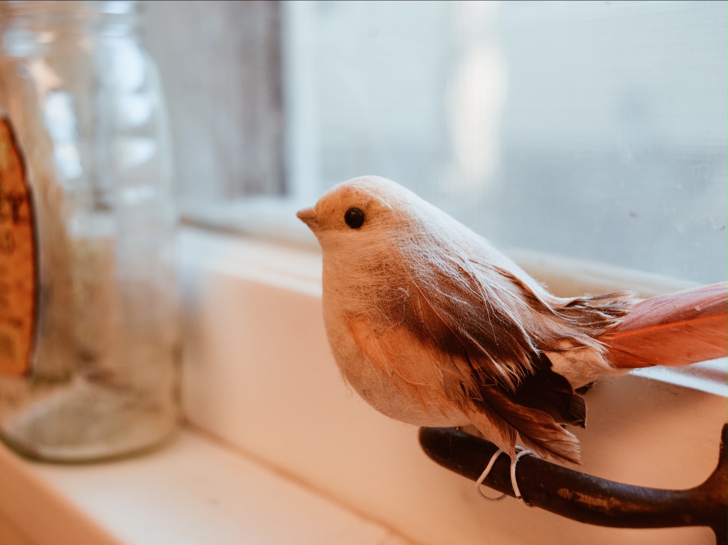 Our little friend on the windowsill.