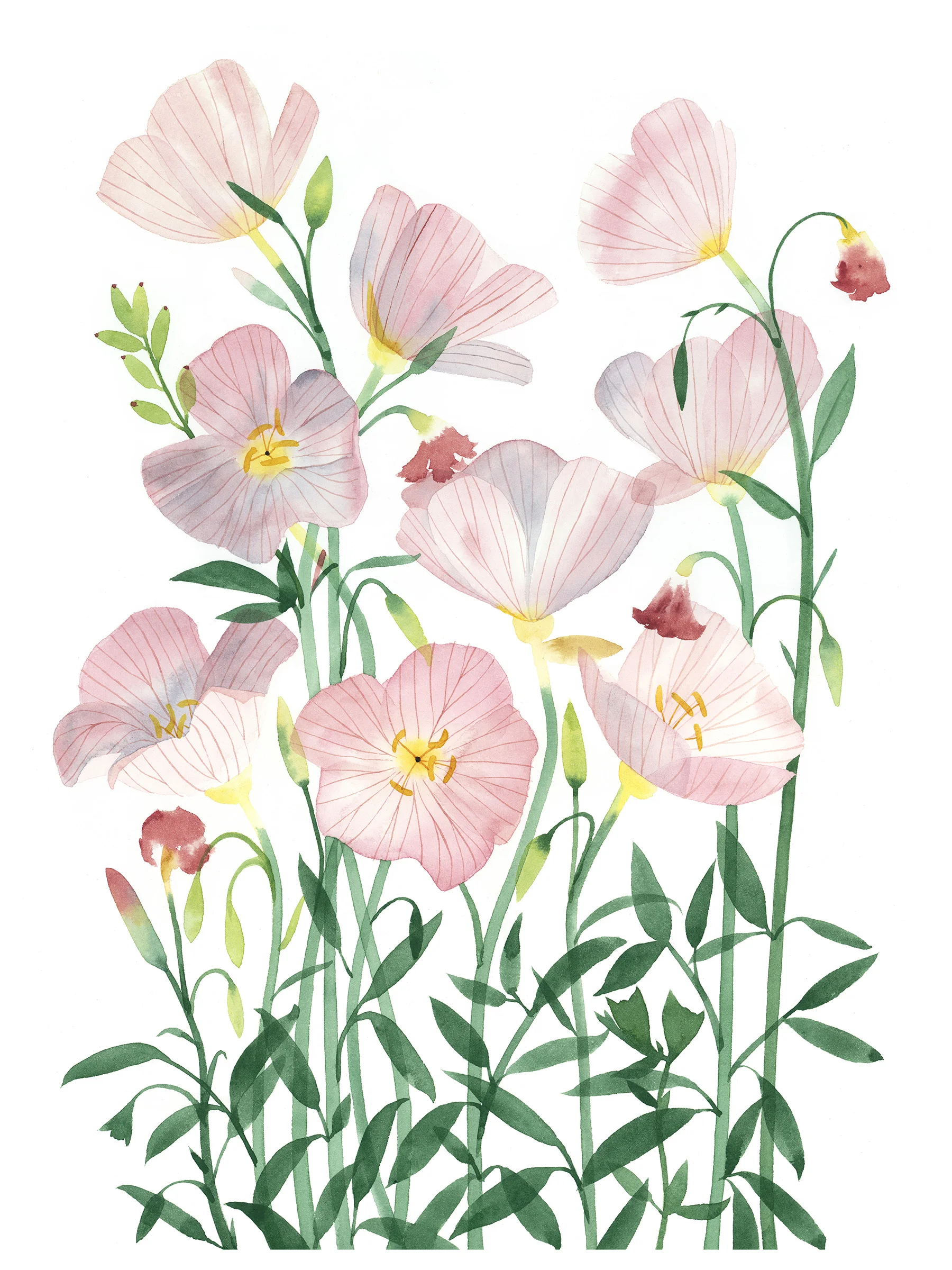 Primroses