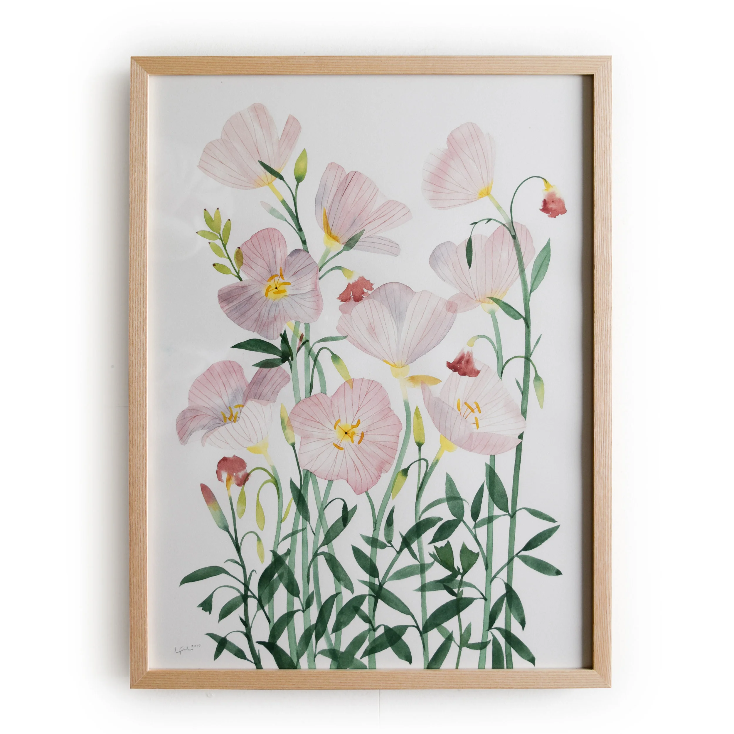 Primroses.jpg