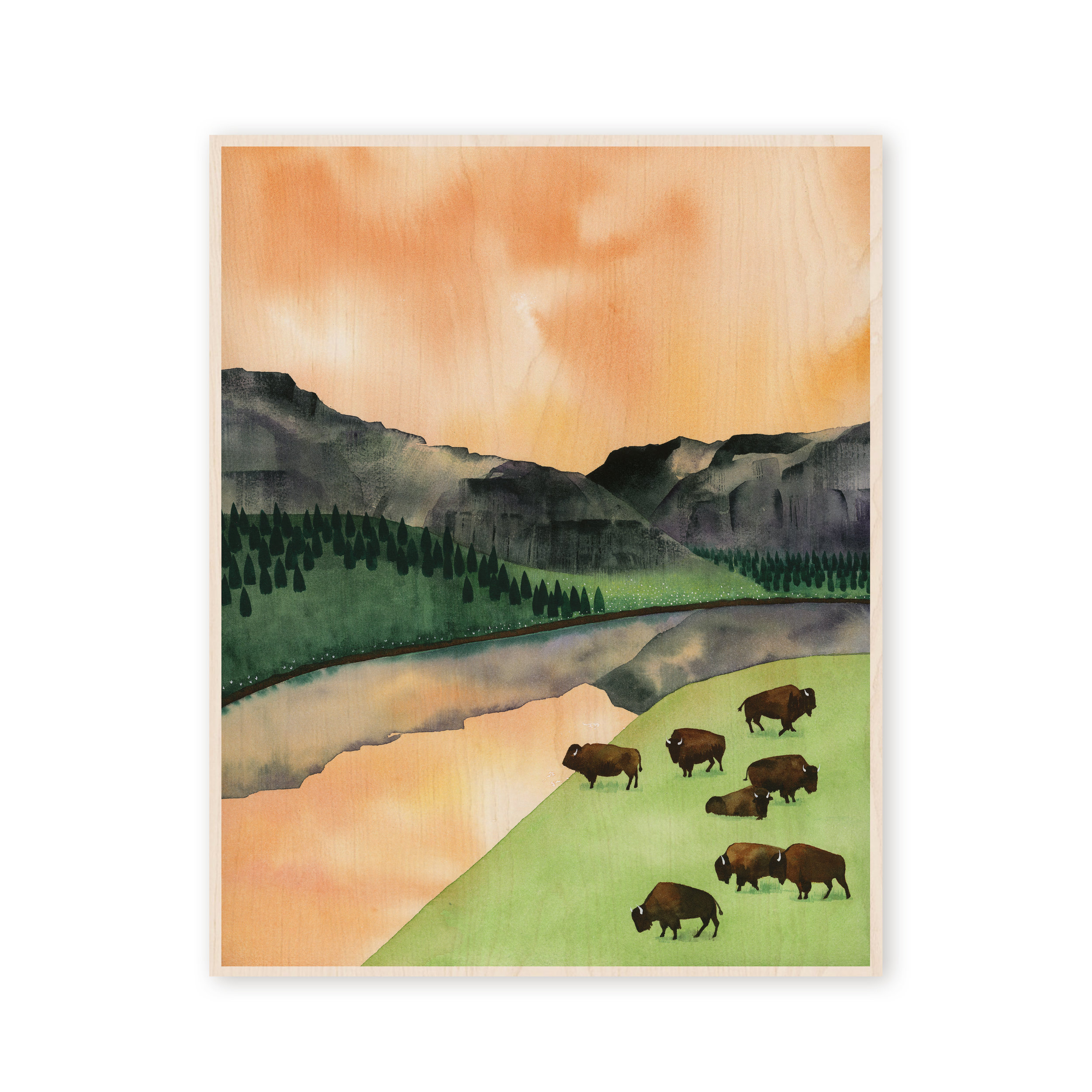WP34 Buffalo Roam_Web.jpg