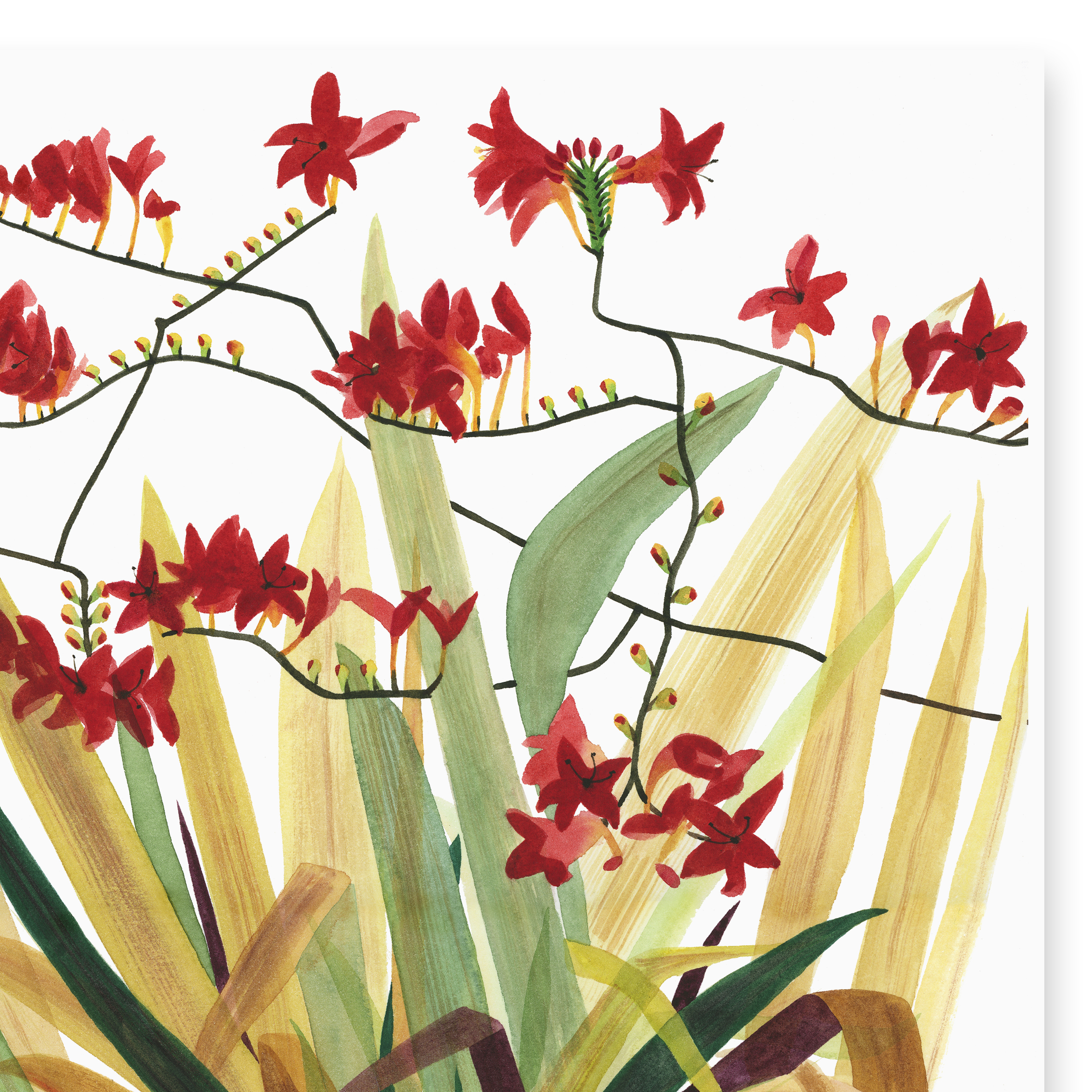 O115 Moonflowers_Crop.jpg