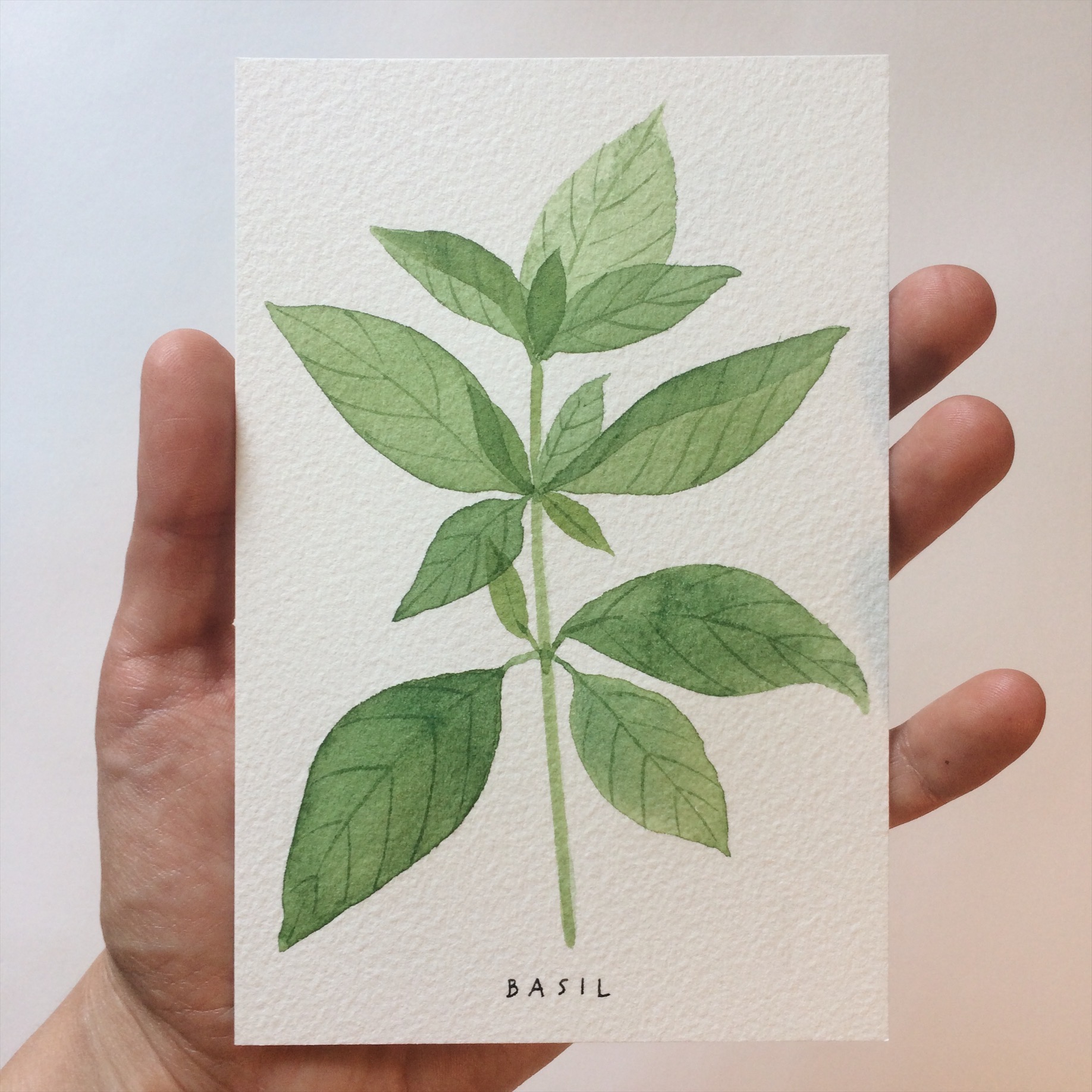 Day 092 Basil 1.jpg