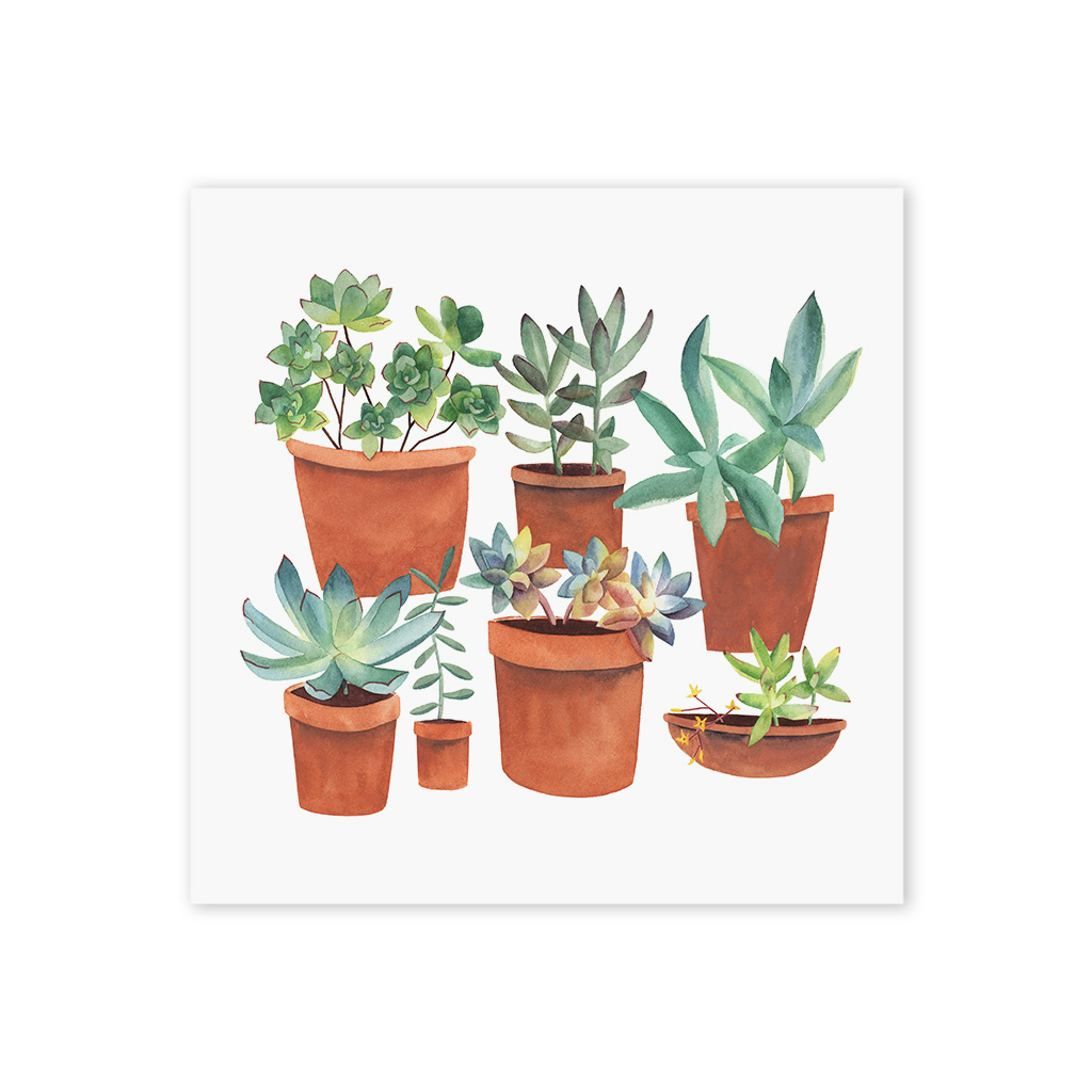 P186 Succulents_Web.jpg