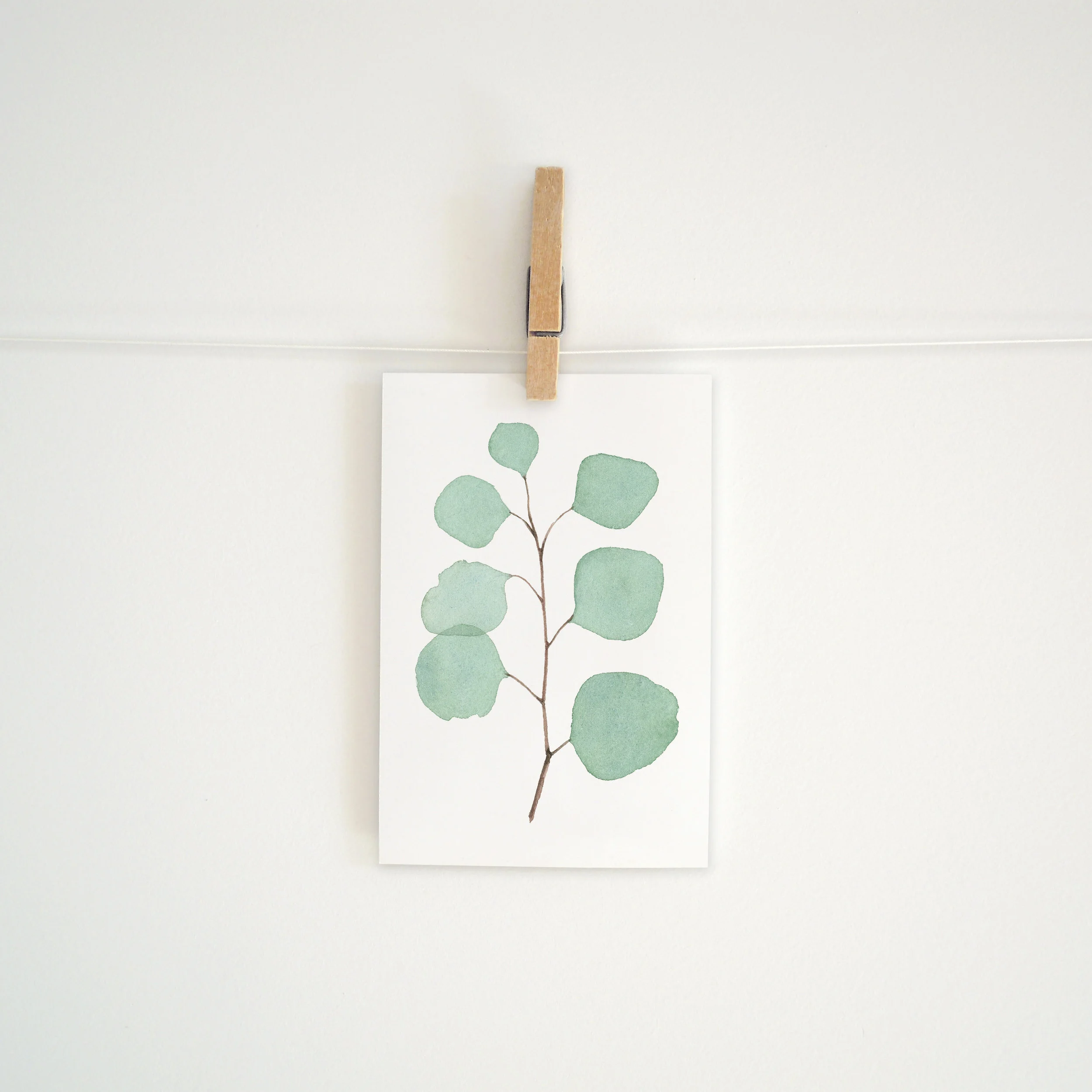 MP181 Eucalyptus_Web2.jpg
