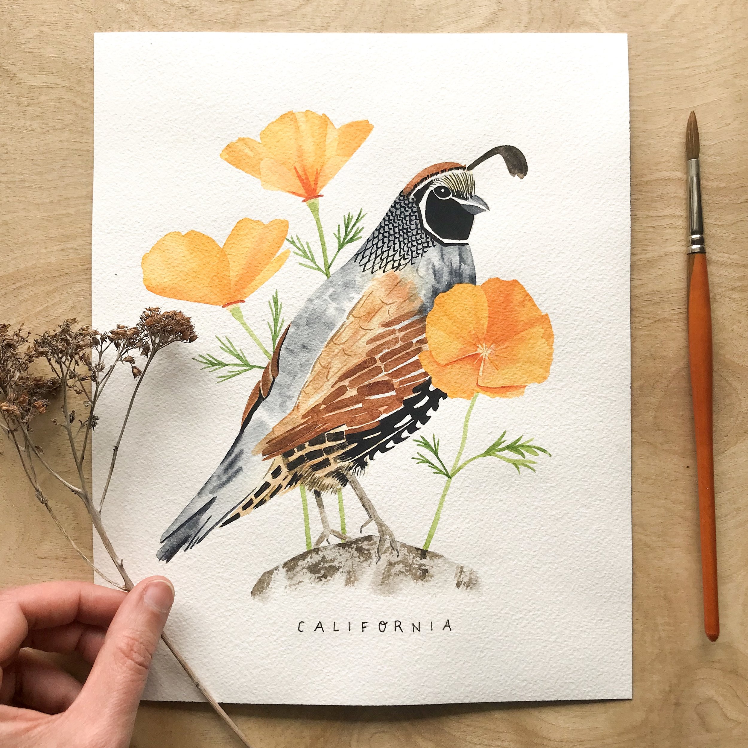 California State Bird and Flower Watercolor Painting