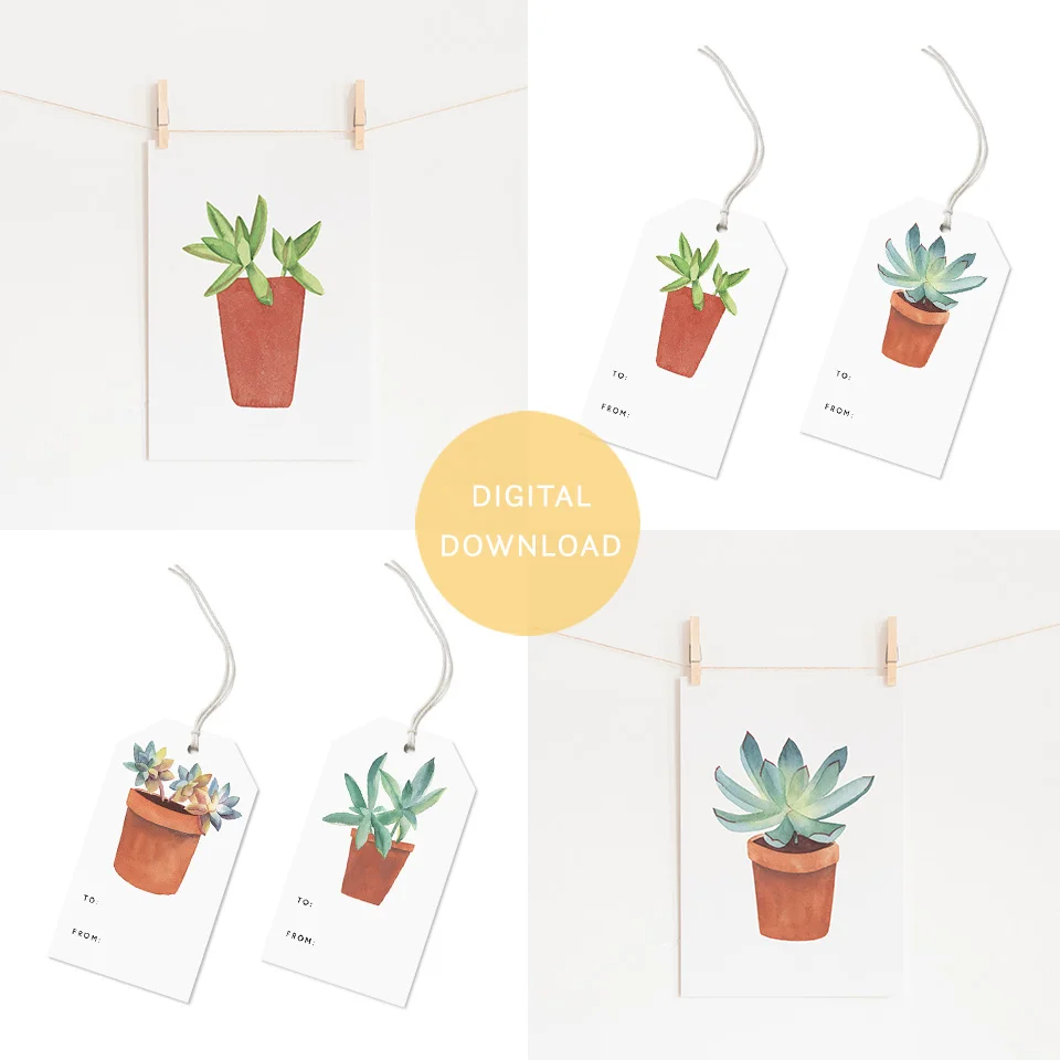 Web_Succulent_0.jpg