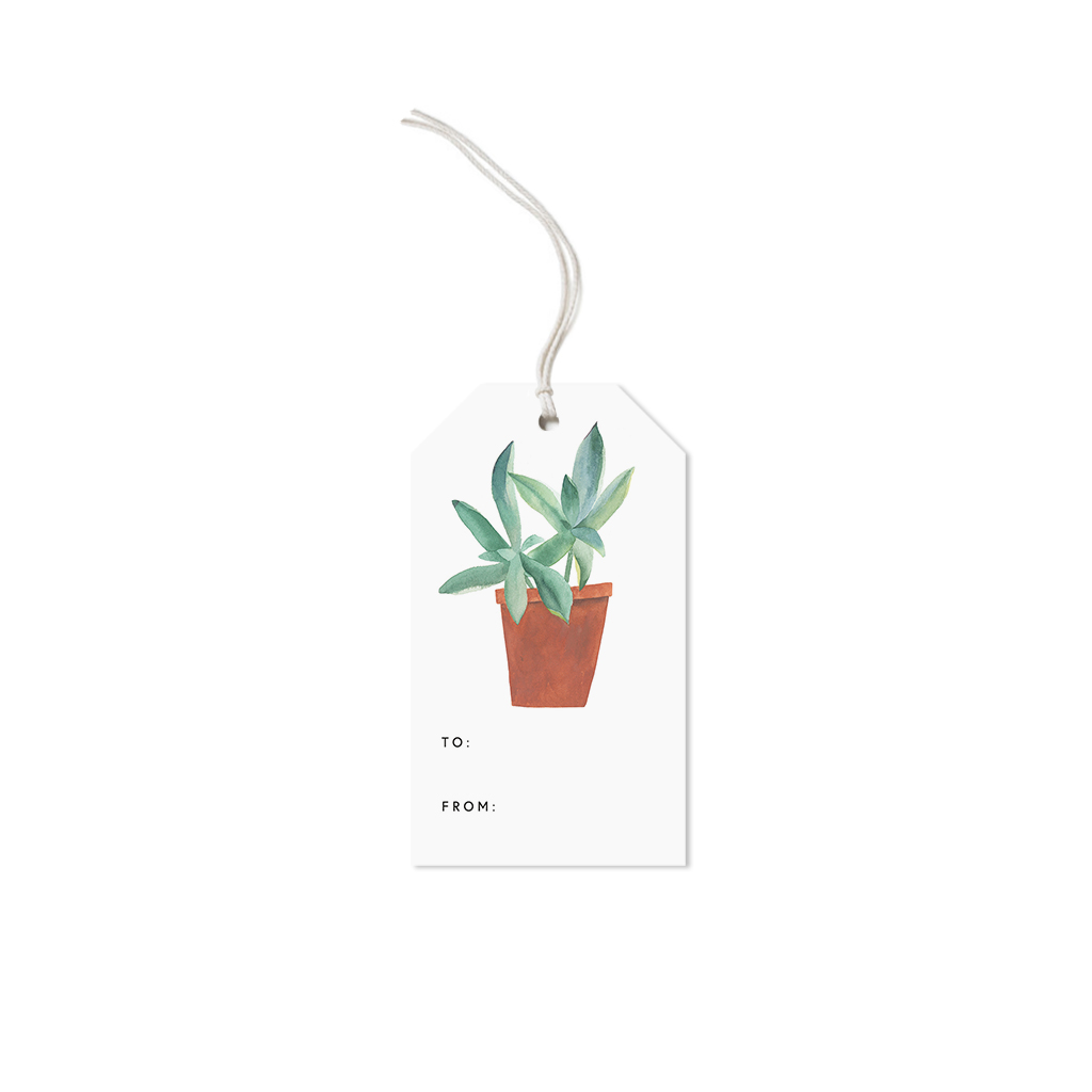 Web_Succulent_6.jpg
