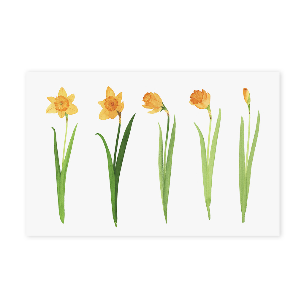 Watercolor daffodils poster