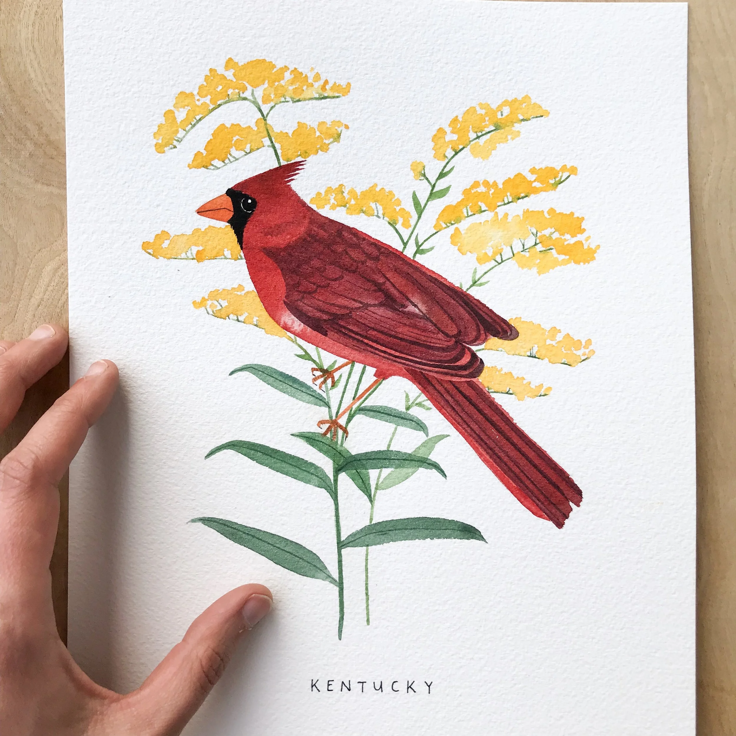 Kentucky Cardinal Original