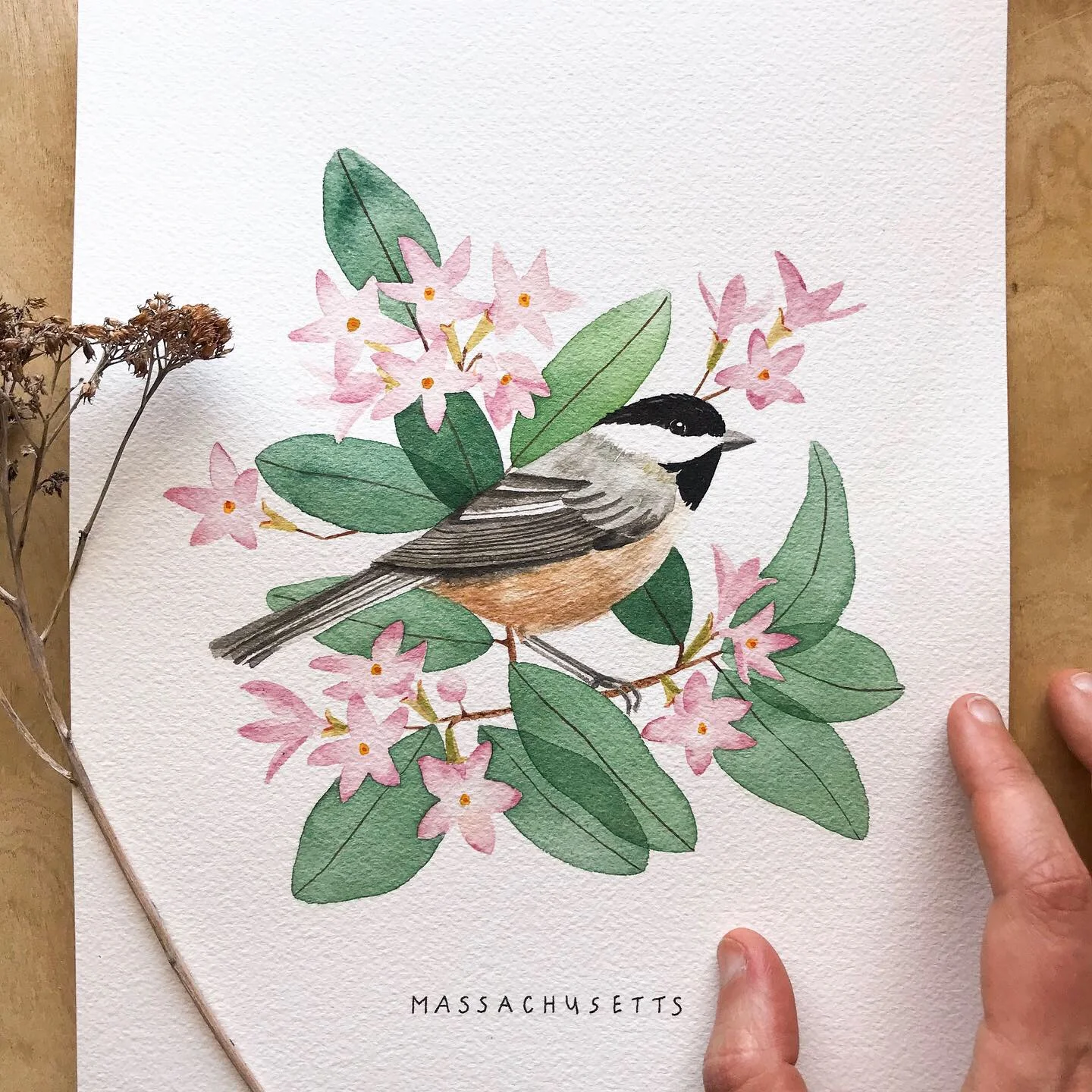 Massachusetts Chickadee Original Watercolor Painting