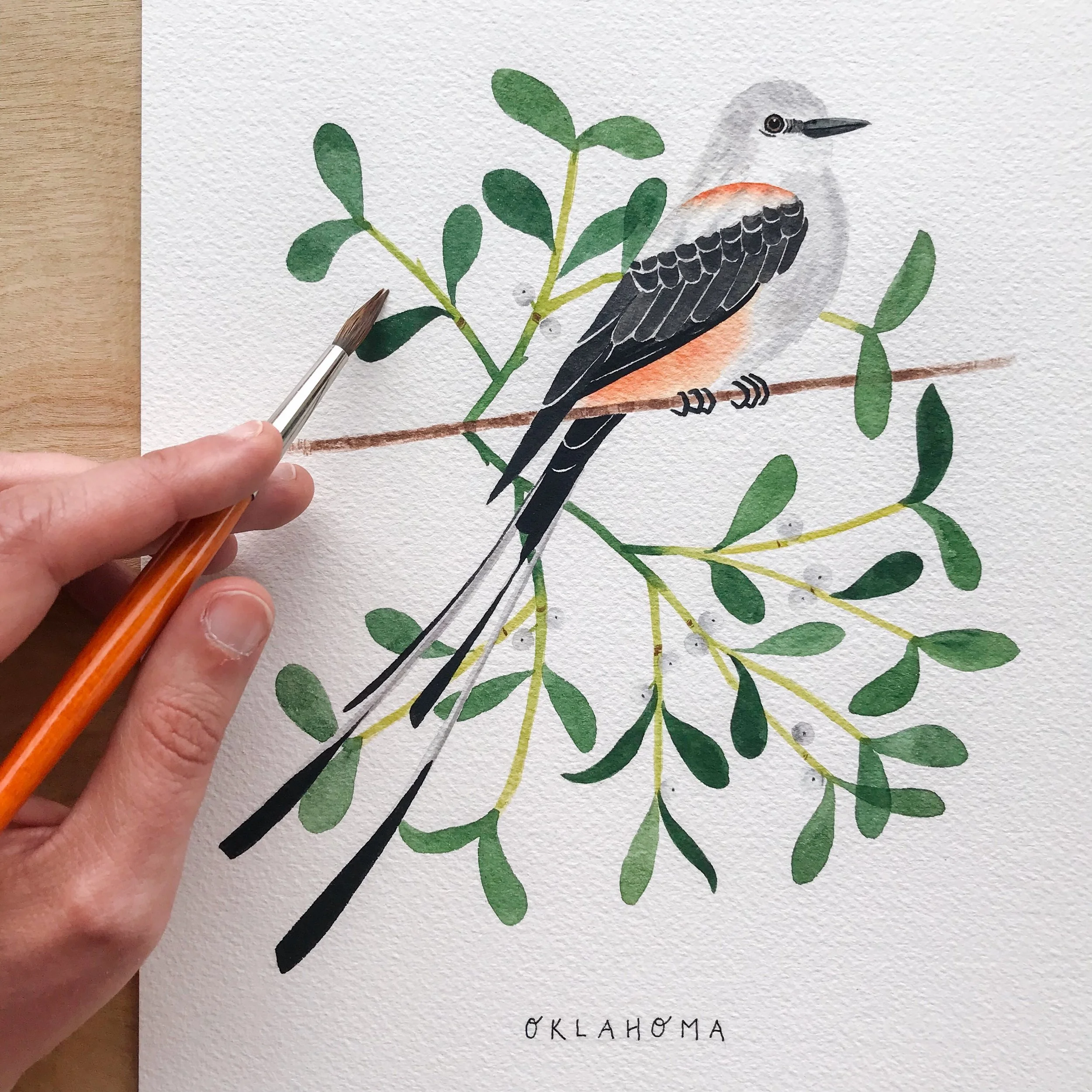 Oklahoma Scissortailed Flycatcher and Mistletoe Watercolor Painting