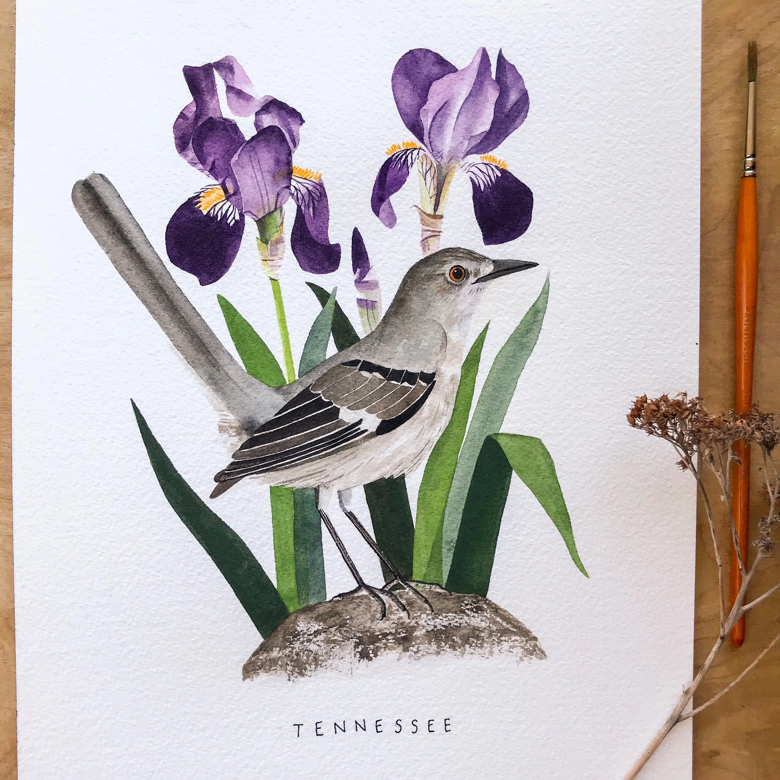 Tennessee Mockingbird and Iris Flower Watercolor Painting