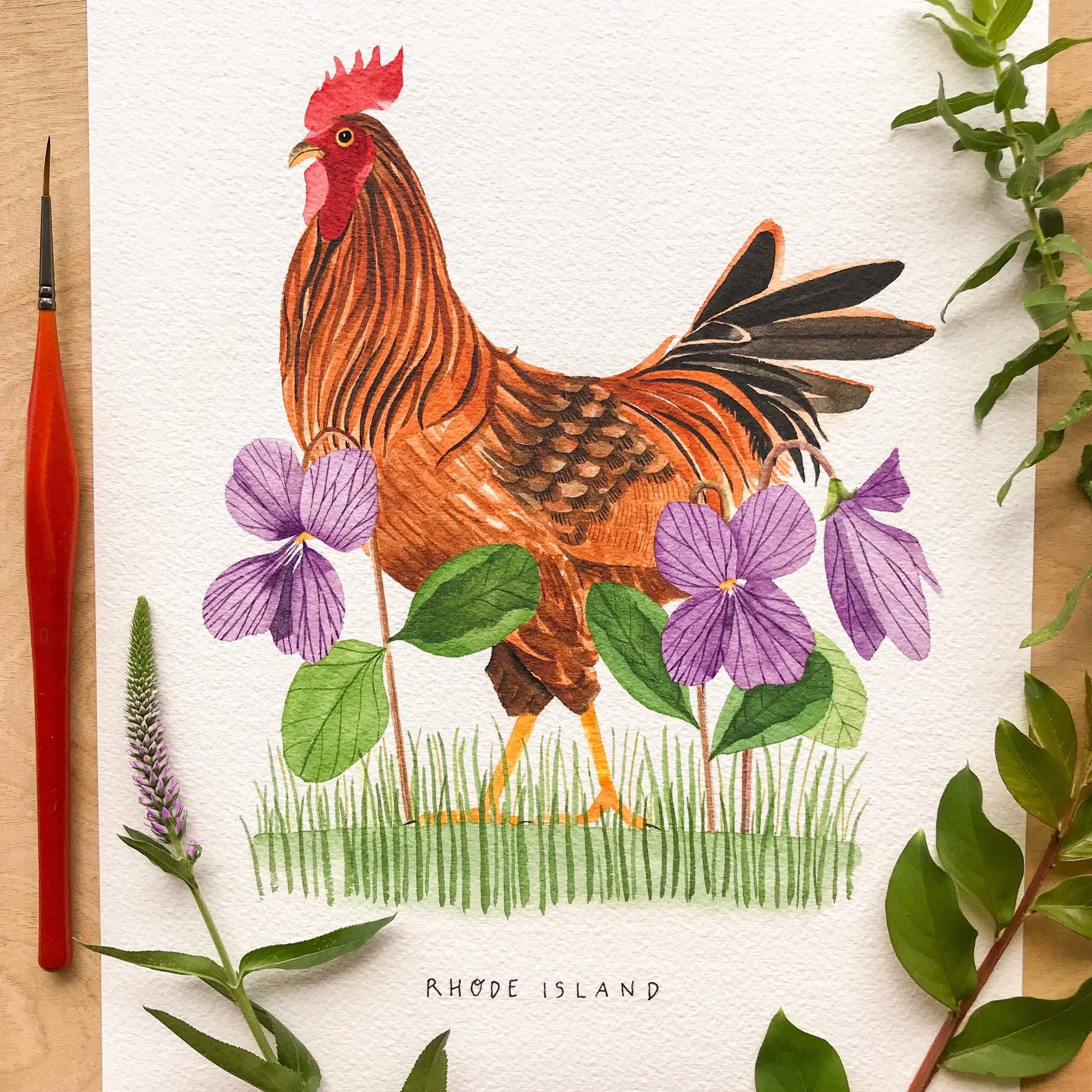 Rhode Island Red Hen Chicken State Bird Artwork