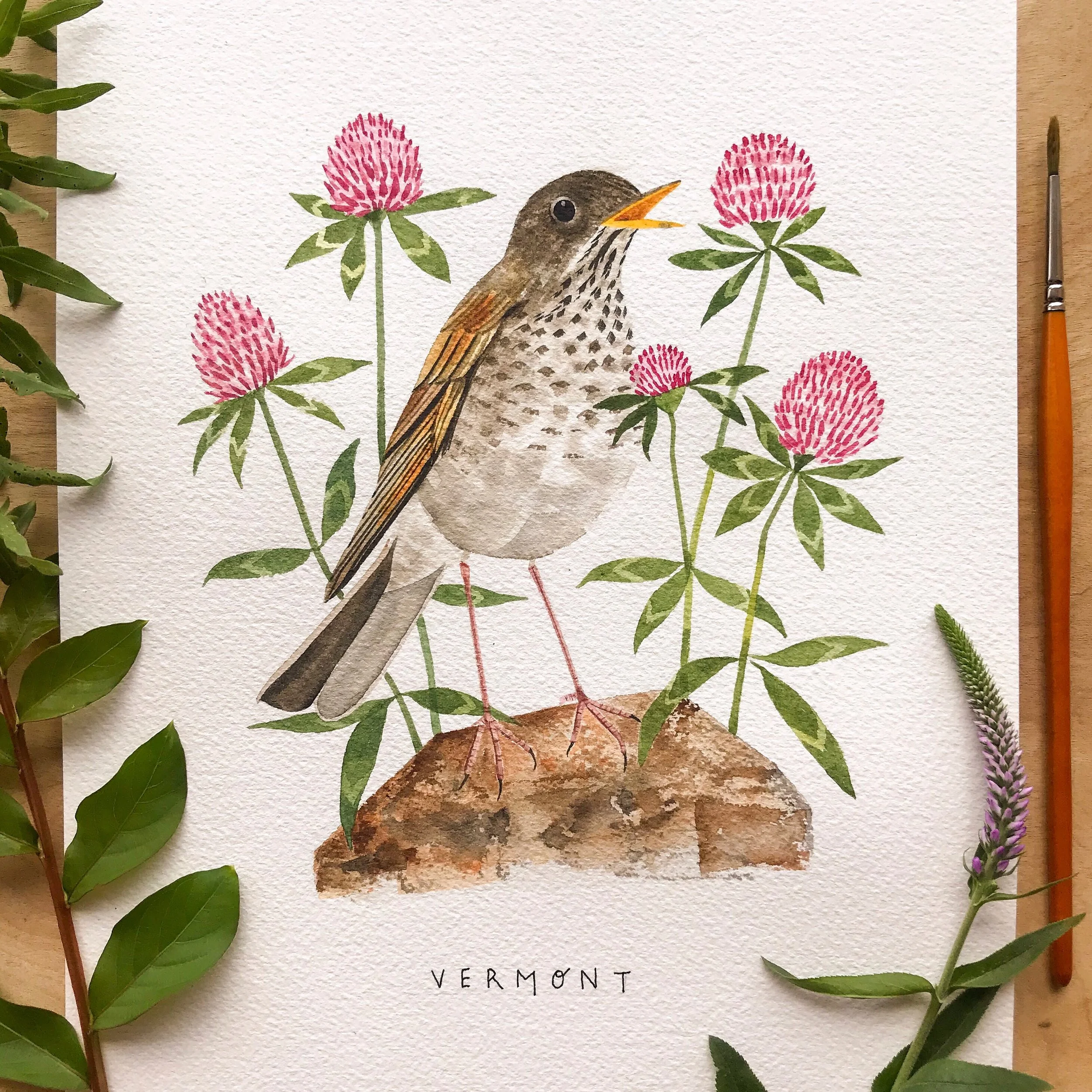 Vermont Hermit Thrush and Red Clover Artwork