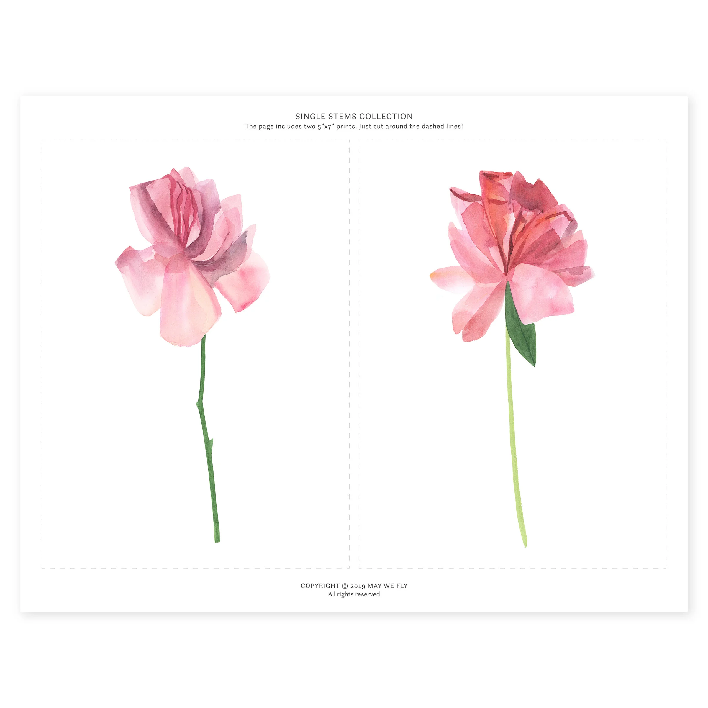 Web_Single Stem2.jpg