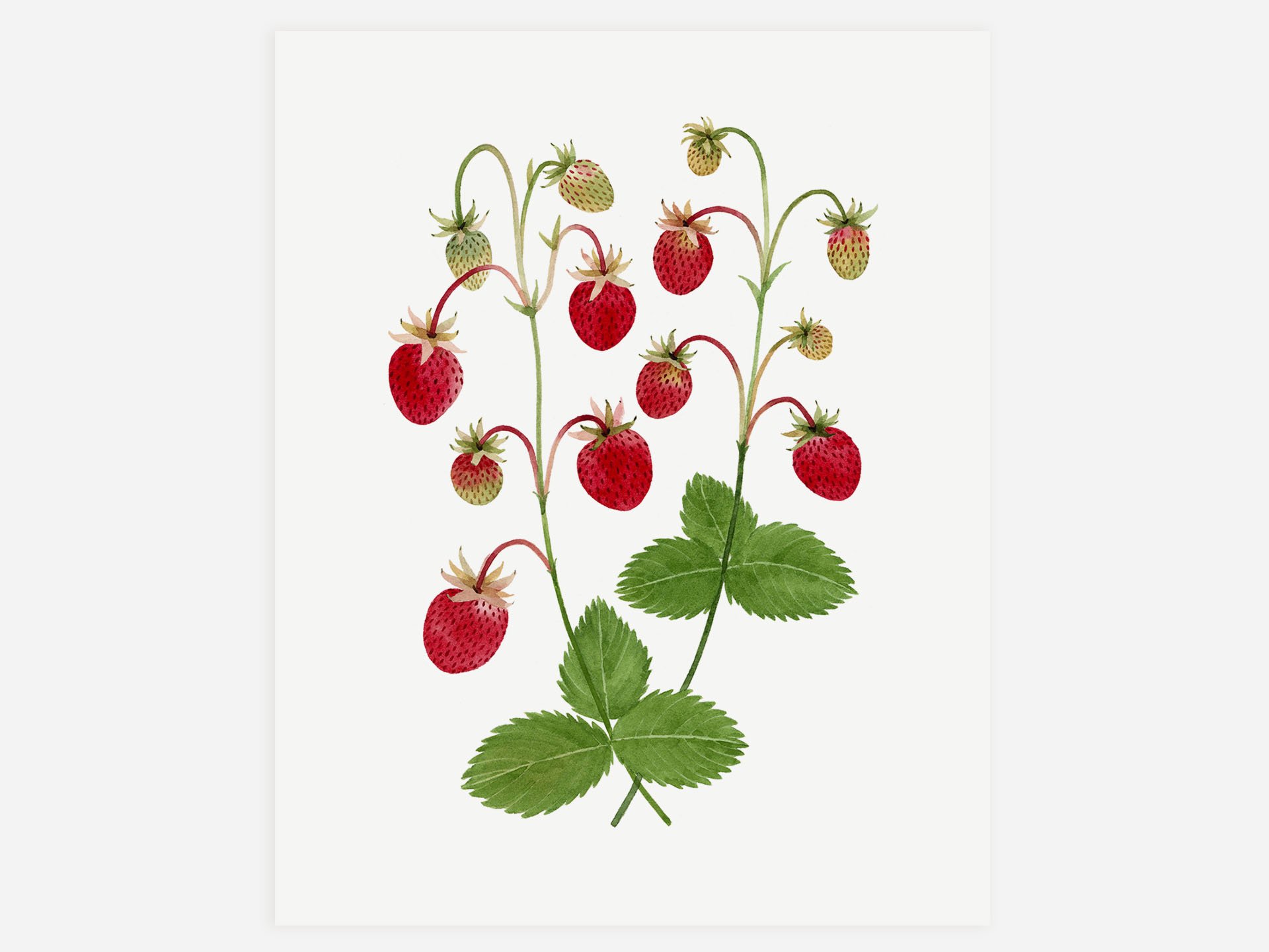 Wild Strawberries