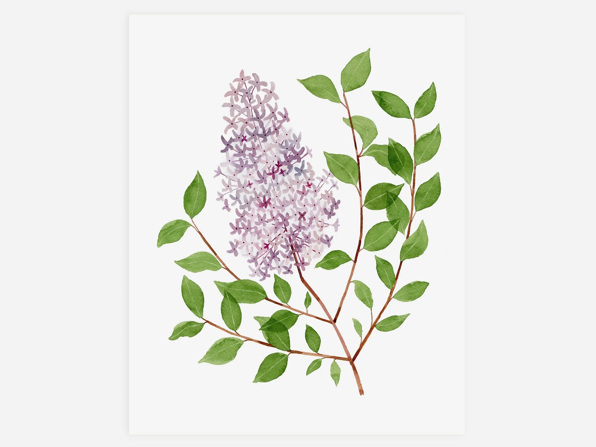 Lilacs