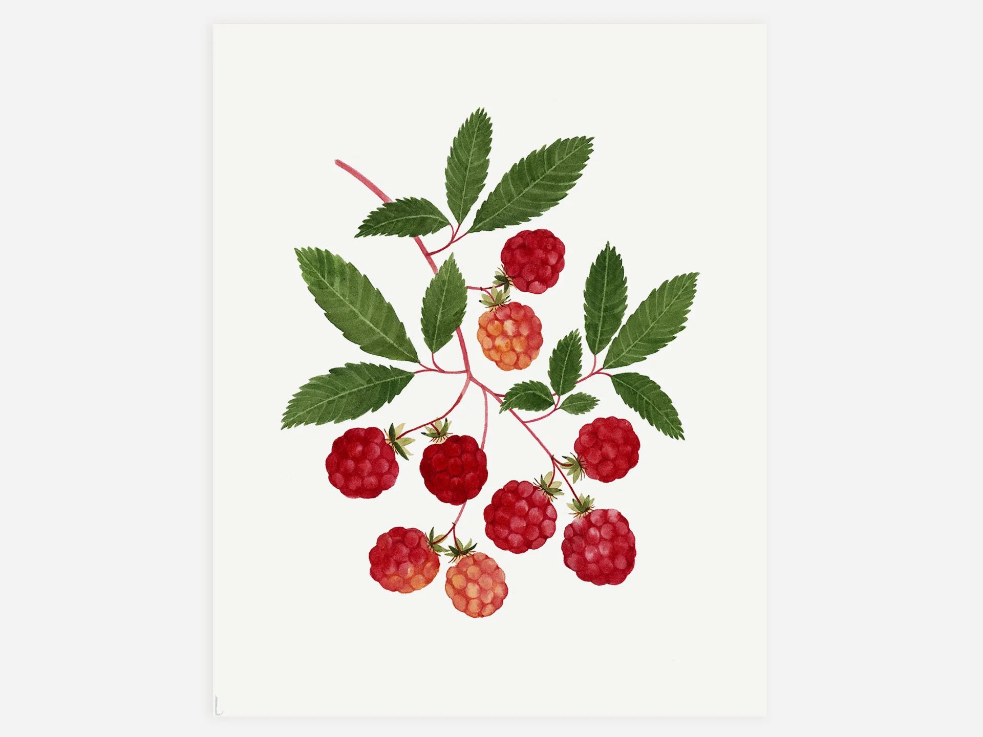 Raspberries
