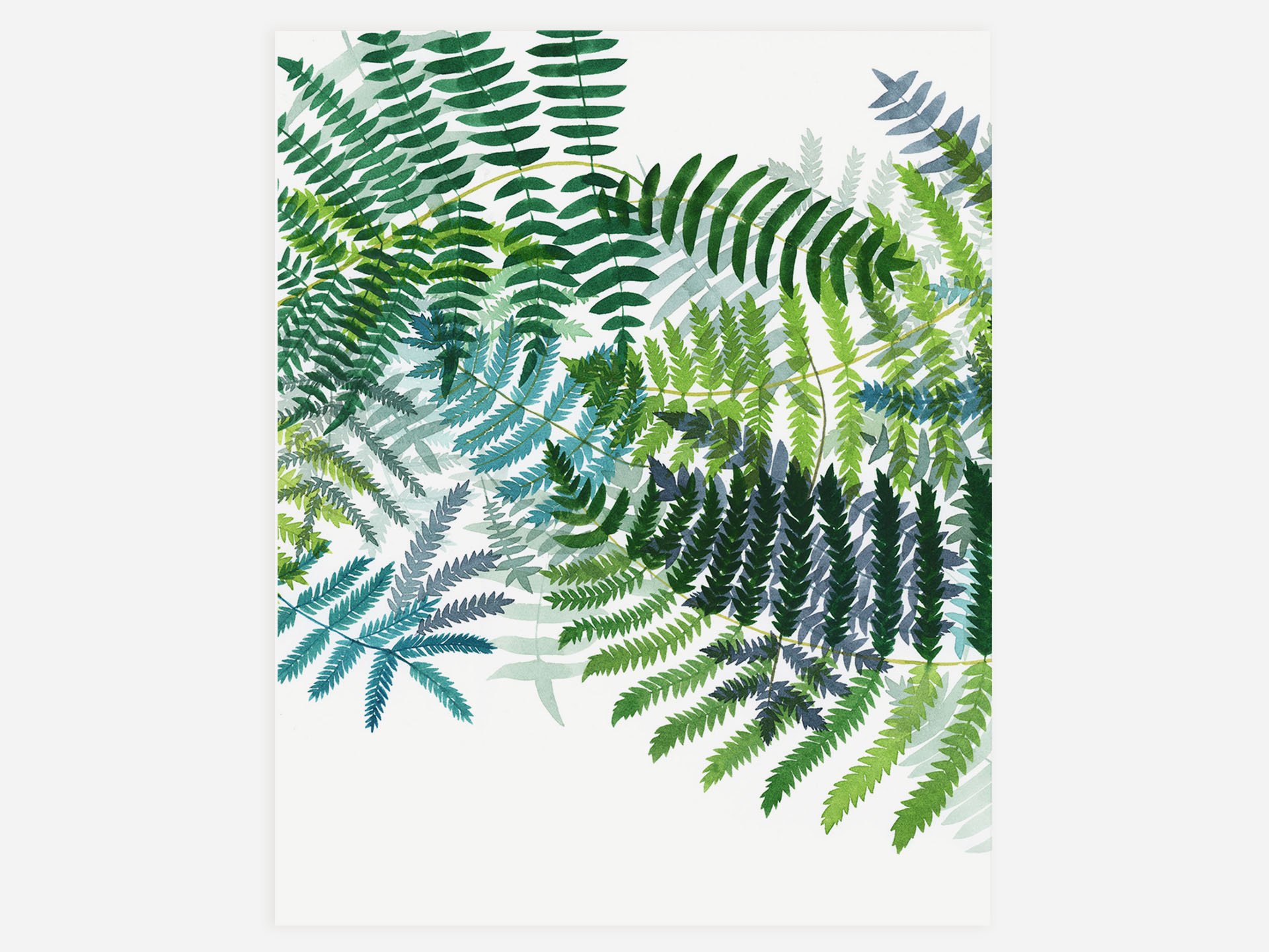 Ferns