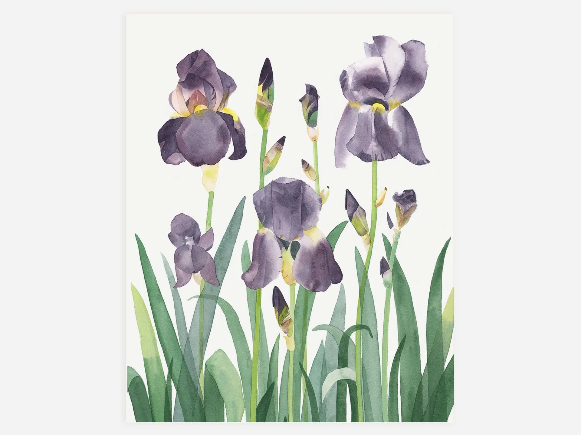 Irises