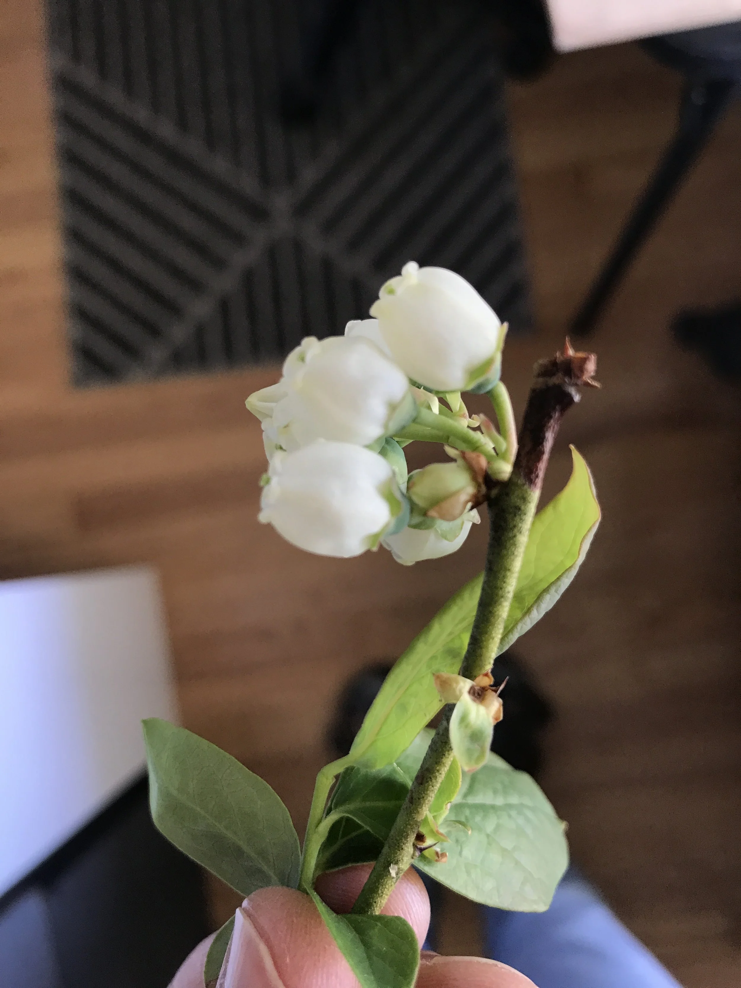 Blueberry Blossom-2.JPG