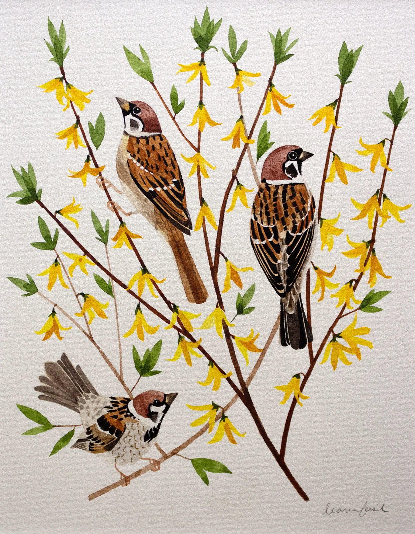 Sparrows + Forsythia | 8x10