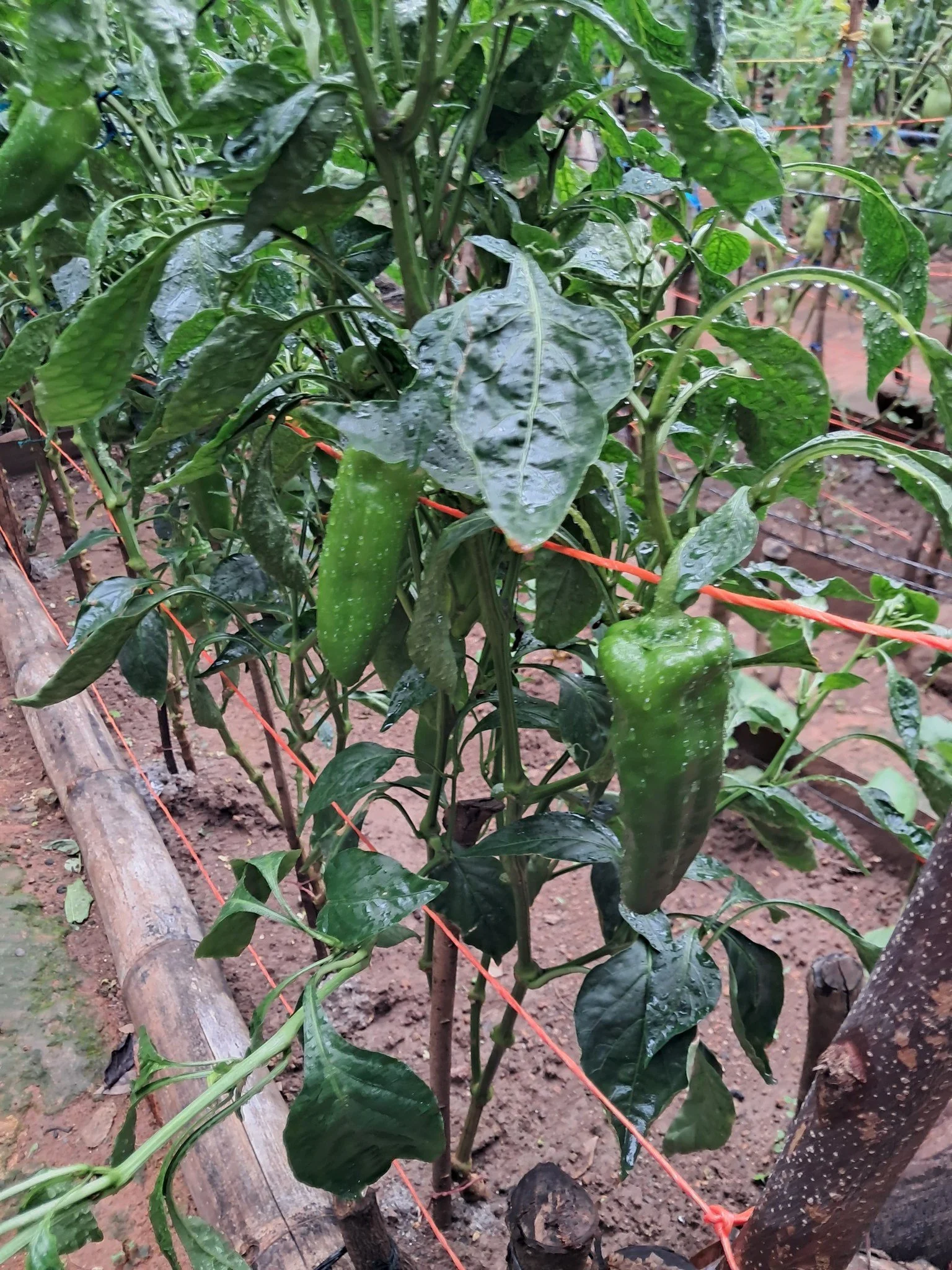 Basics of Organic Agriculture