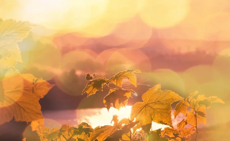 Candlelight Yoga: Autumnal Equinox Community Practice