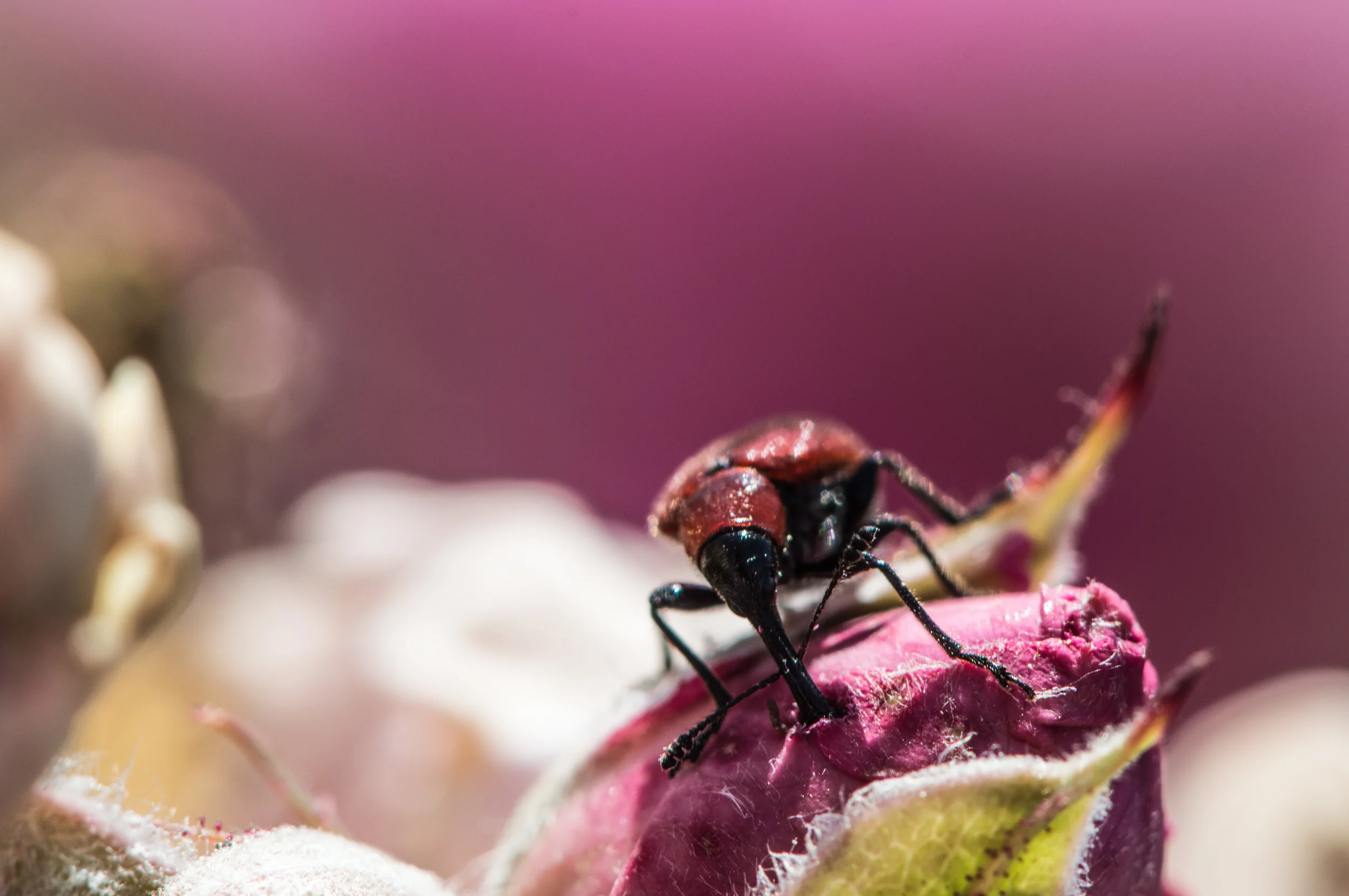 Close-up of a small black and red insect on a pink flower bud with a blurred pink and white background.