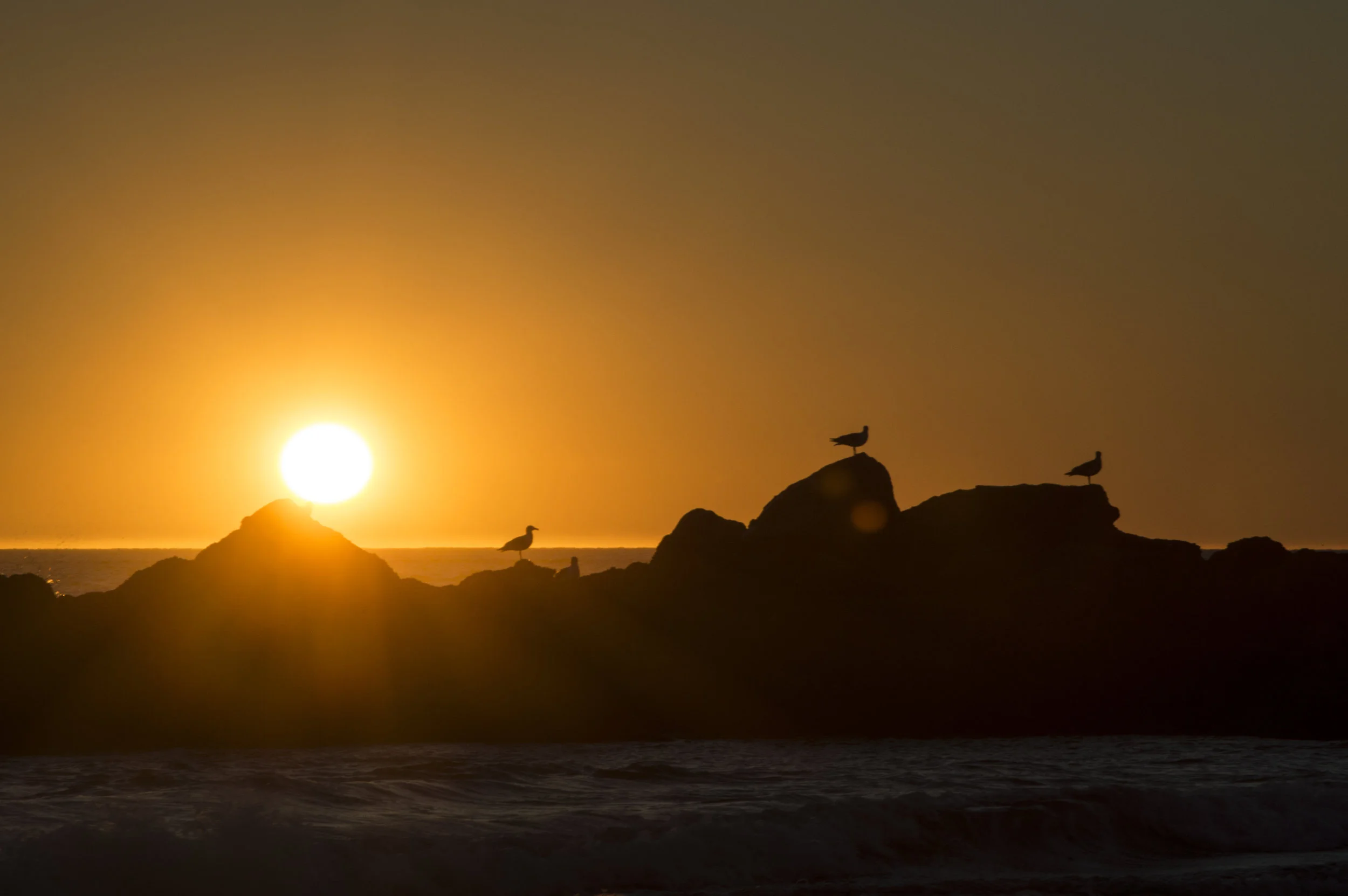 Seagulls perched on rocks near the ocean at sunset with the sun setting over the horizon, casting a warm orange glow.