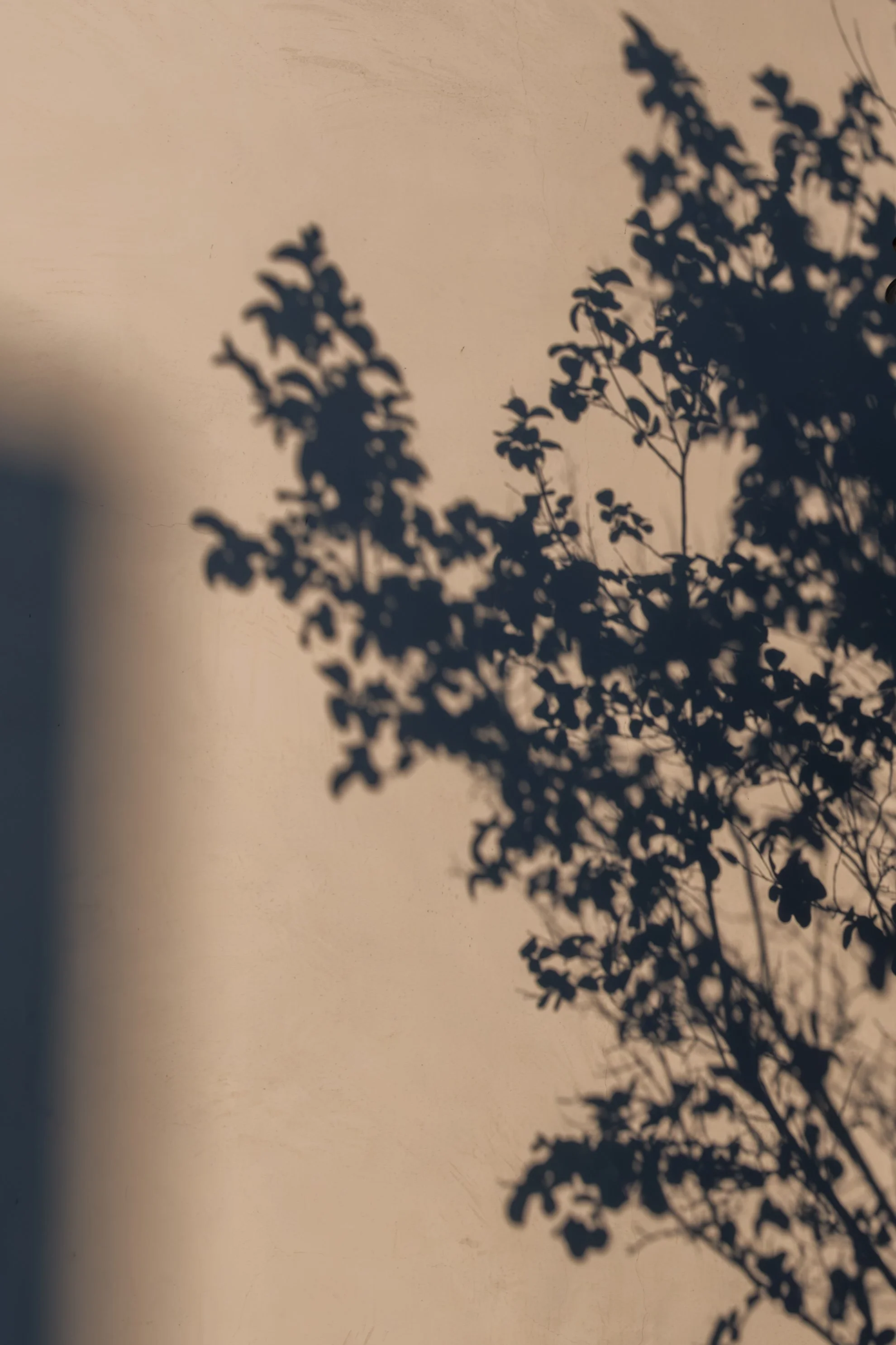 Shadow of leaves and branches projected on a beige wall.